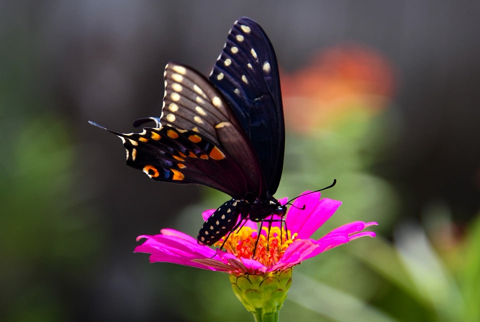 Black swallowtail butterfly spotted on zinnia in backyard garden