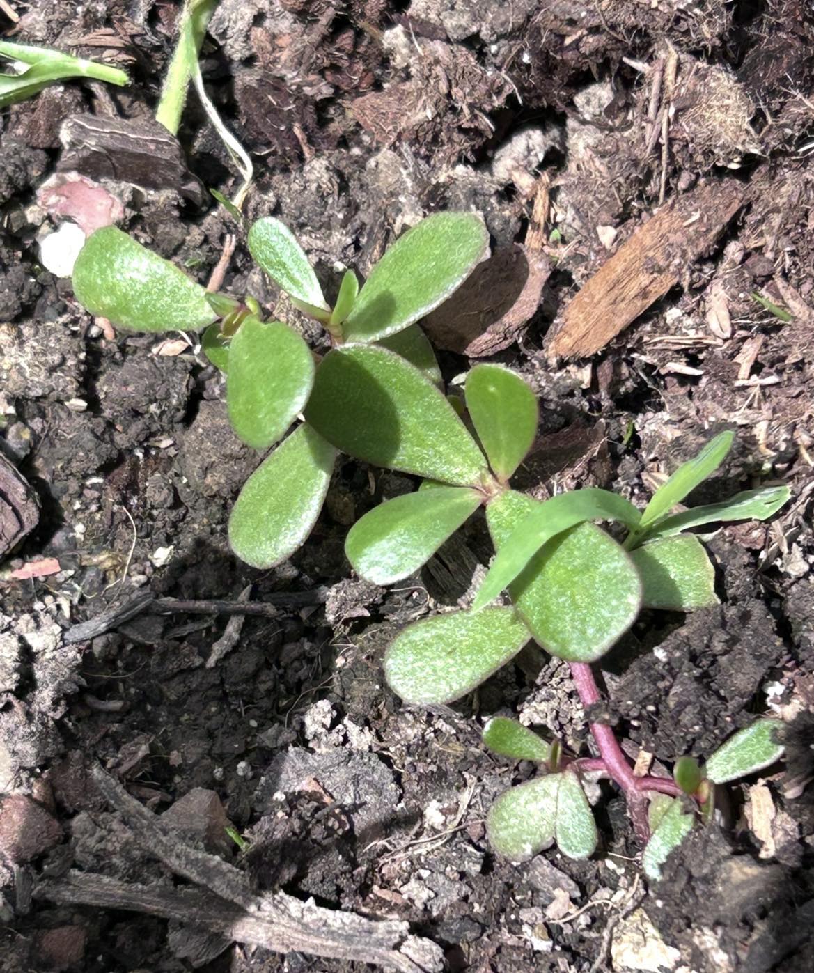 Purslane: a nutrient-dense wild superfood