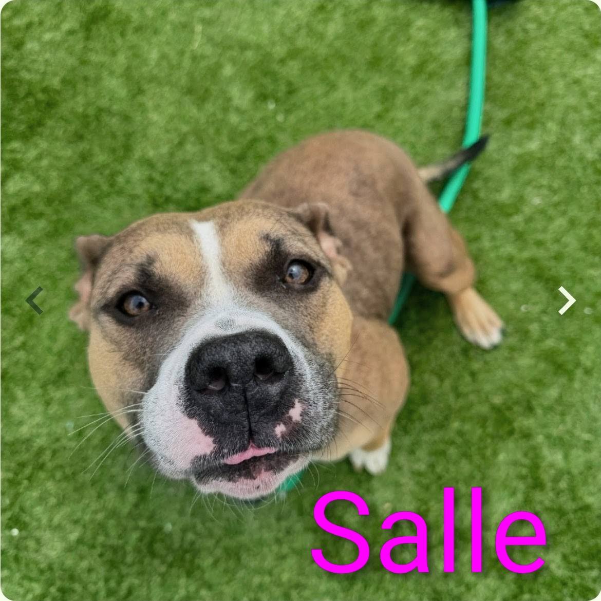 Marie -Ryoの初期イメージ作品。 Help save 15 dogs at ACCT Philly