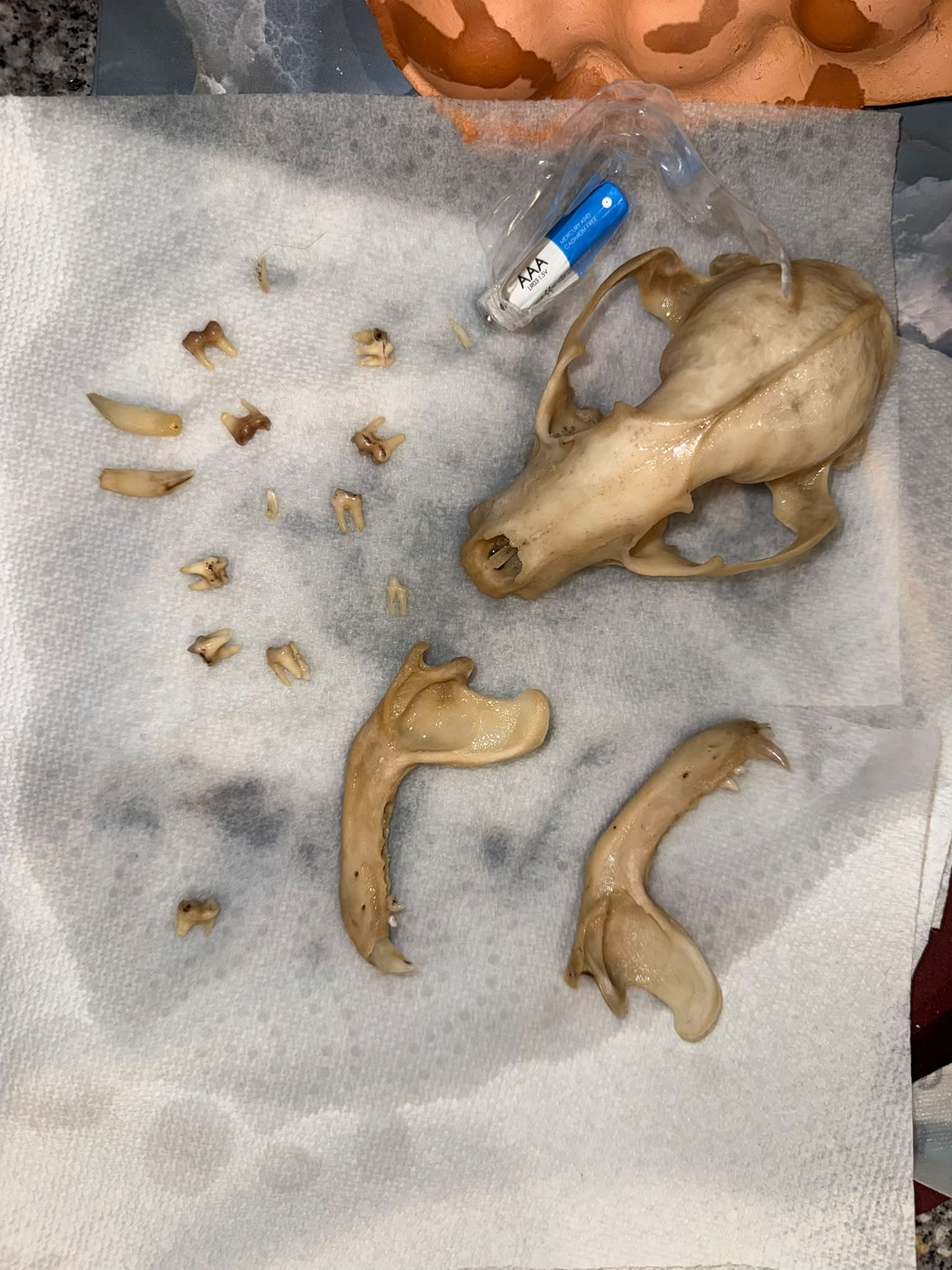 Asian palm civet skull articulation process