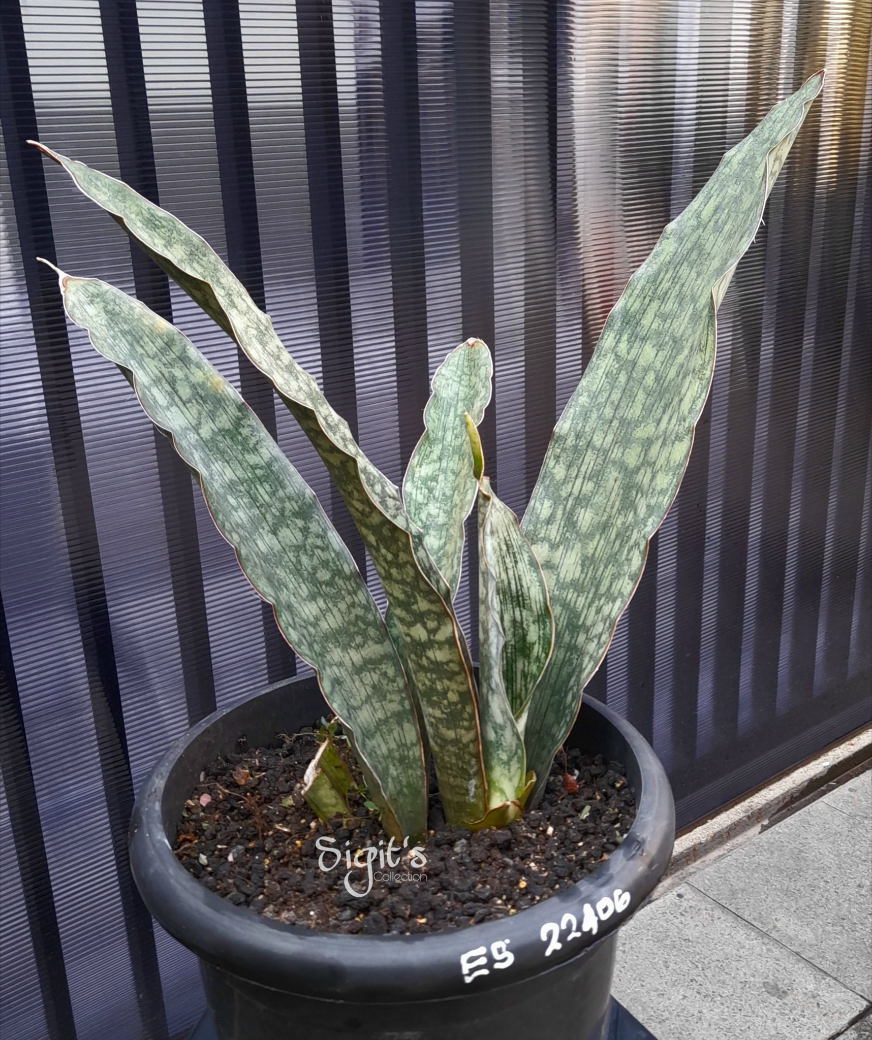Sansevieria Mafinga ES849 white var plant