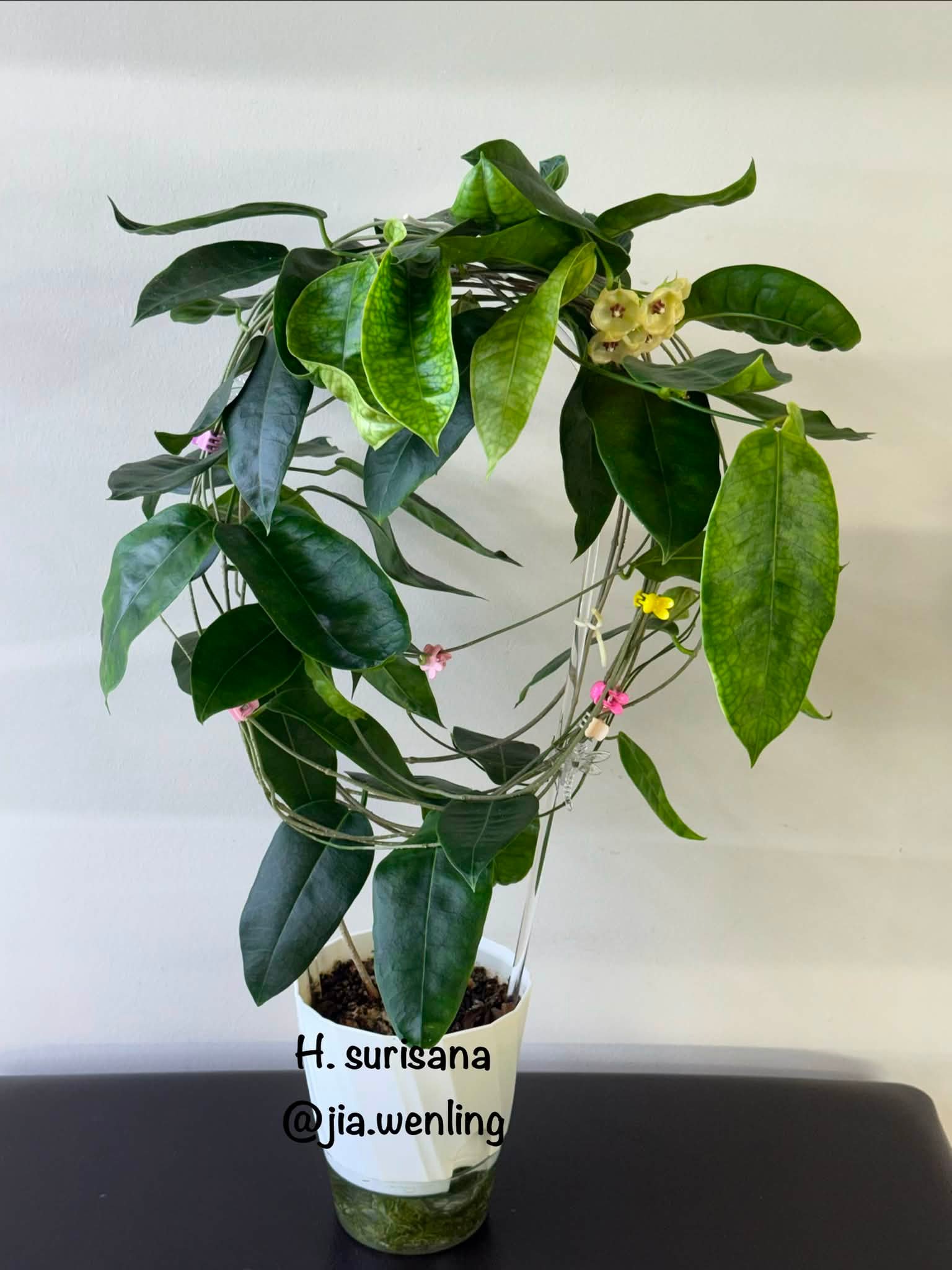 Hoya surisana