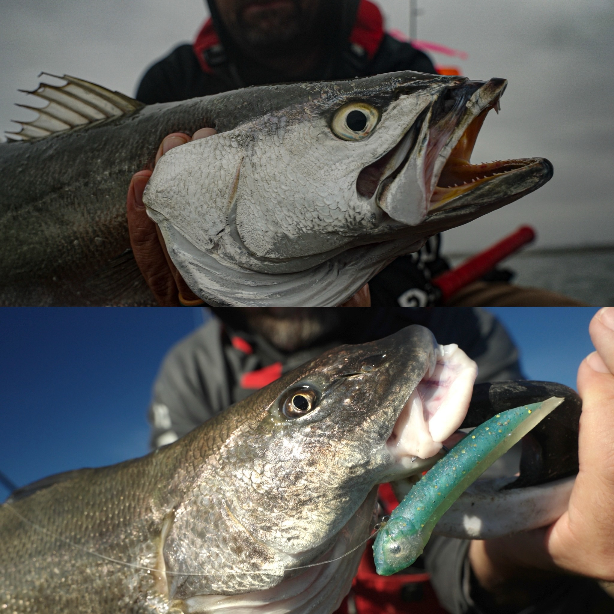 eco disk 68 fly reel Echo Ion 2/3 Color:NSL035 Best NEW Budget Bass and an oversized drag Guides