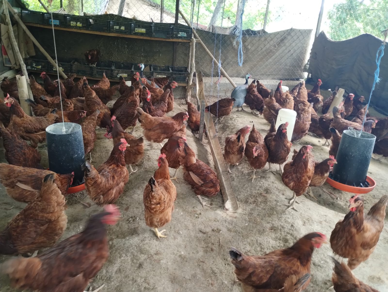 Donde Venden Gallinas De Rancho