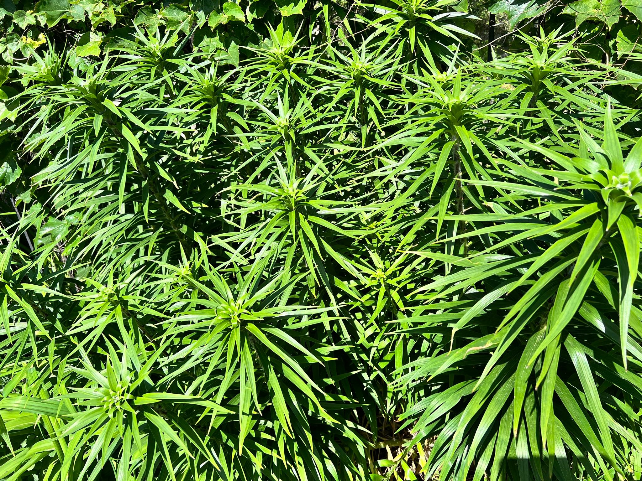 Free tiger lilly plants in Bronzeville | Chicago, IL