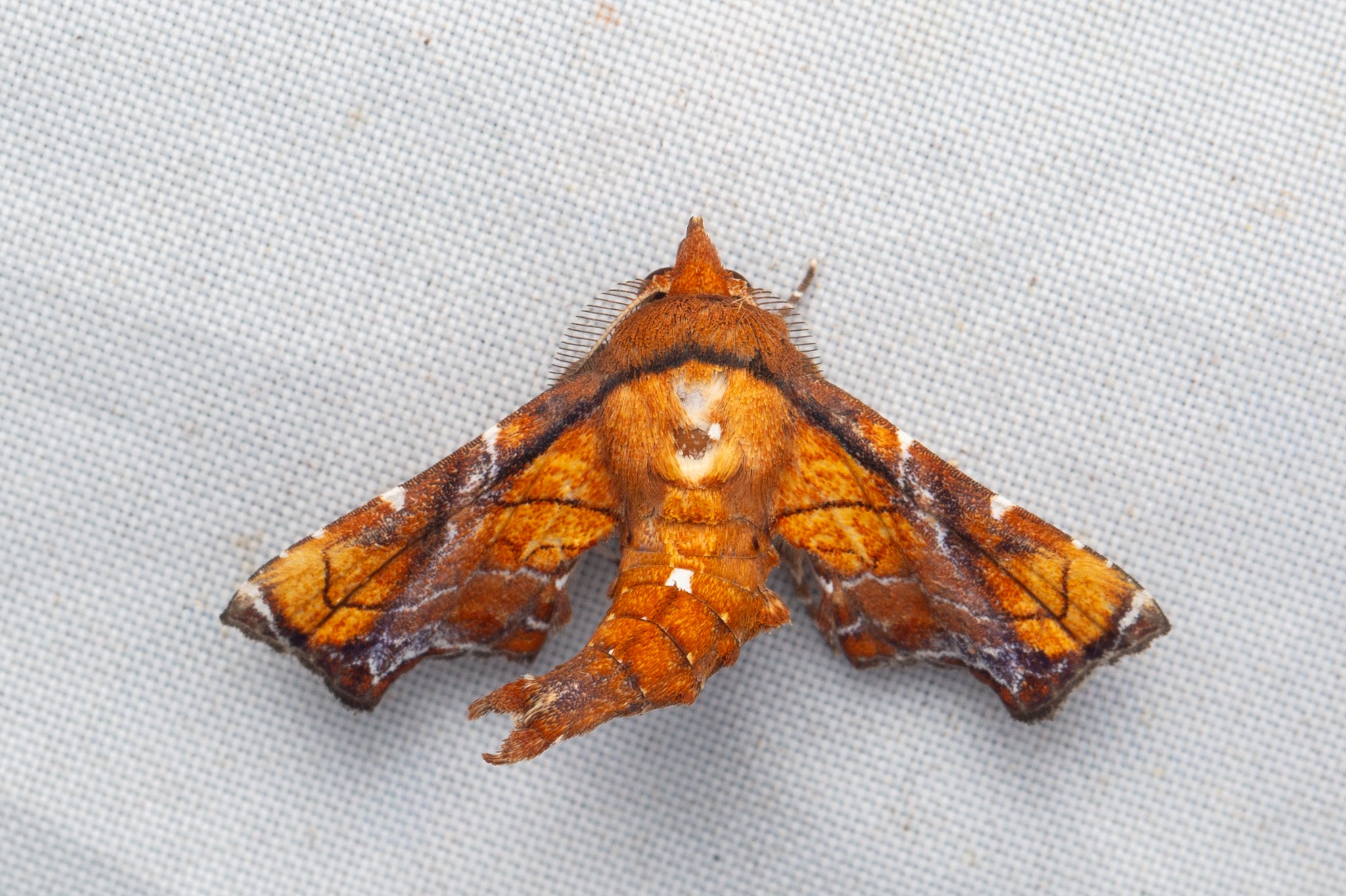 LOWER DIFINITION 「moths」 LOWER DIFINITION 「moths」 LOWER DIFINITION 「moths」 LOWER