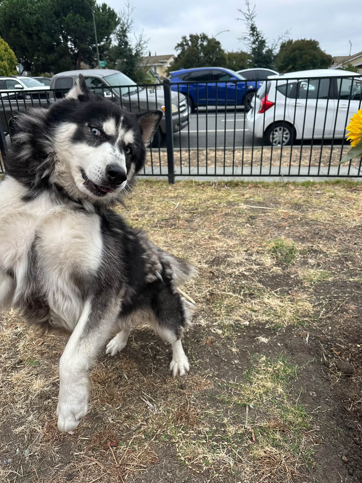 Lost Husky in Mt Pleasant area of Alum Rock Foothills