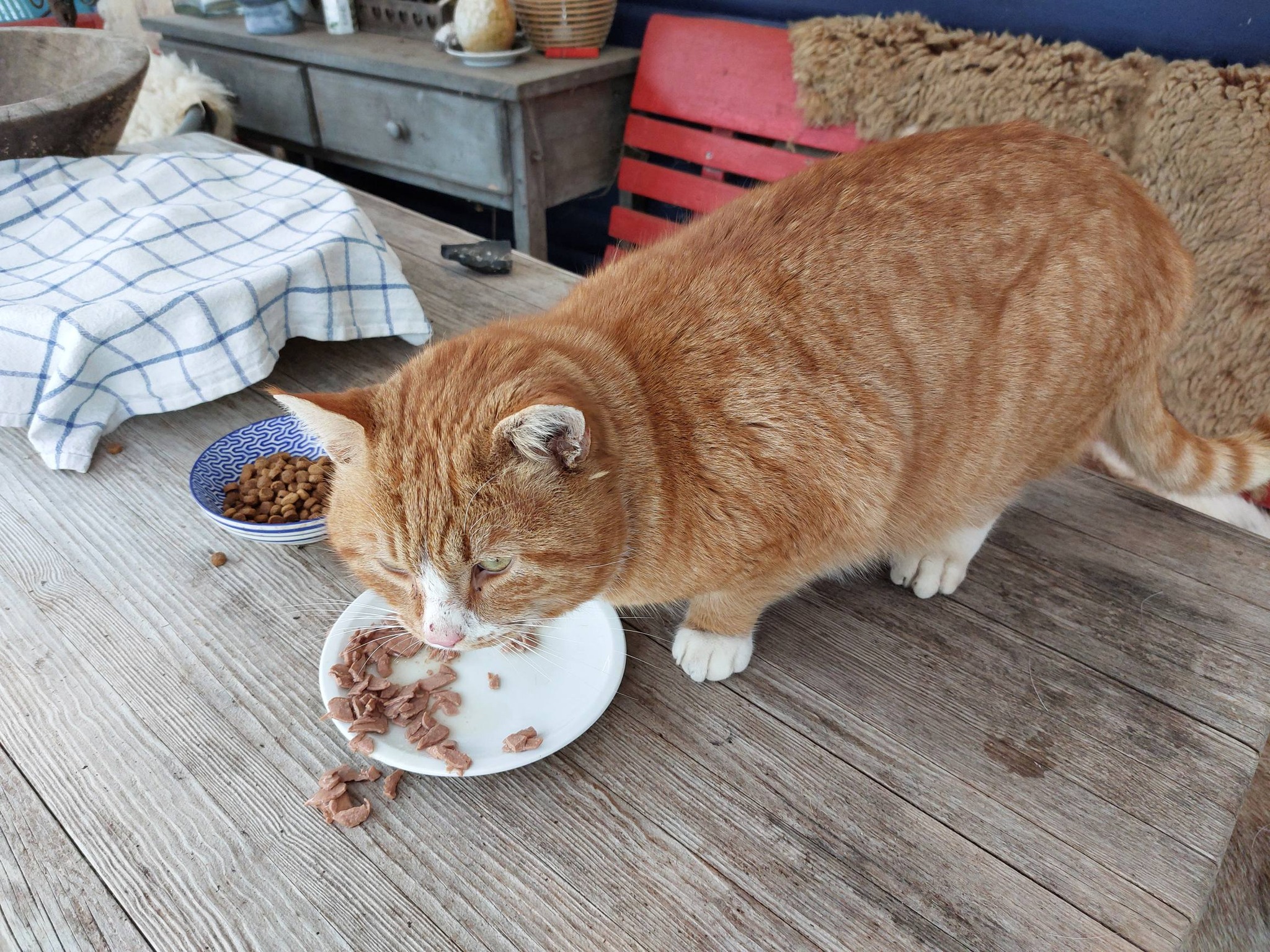Efterlysning og Fremlysning af Katte | Er der nogen der ejer eller ved ...