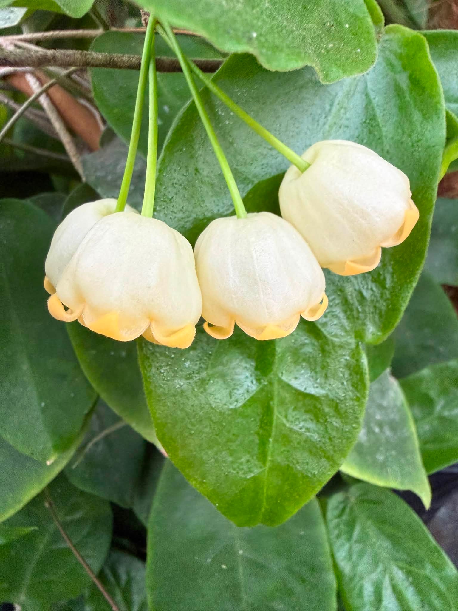 💛 Hoya inflata 💛 makes me smile 🥰