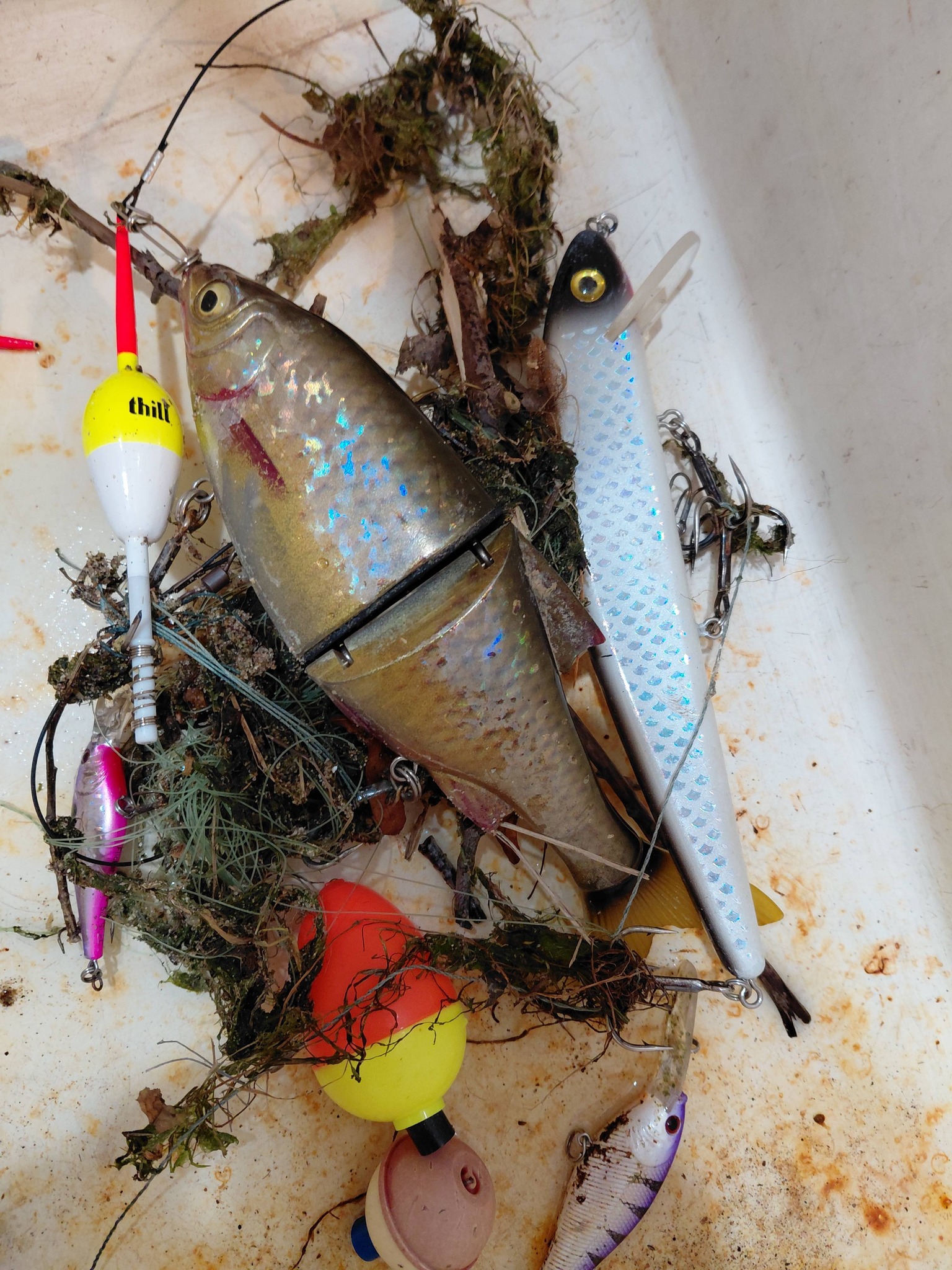 fish on lure hunter Anchovy the Strike King Saltwater Hybrid Hunter Crankbait delivers incredibly unique hunting action to entice vicious strikes from saltwater predators Strike King Hybrid Hunter Jr