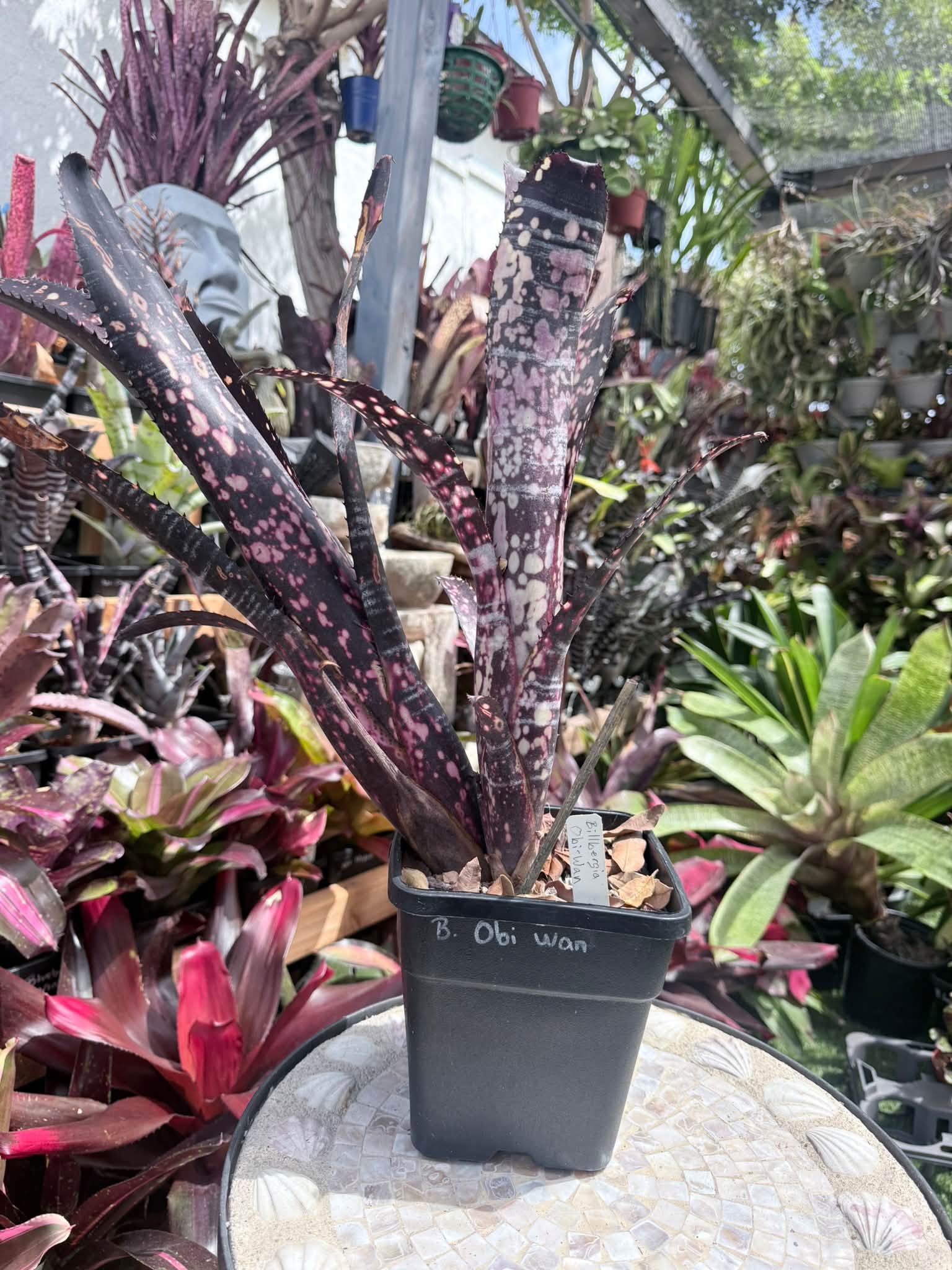 Billbergia OBI WAN ❤️