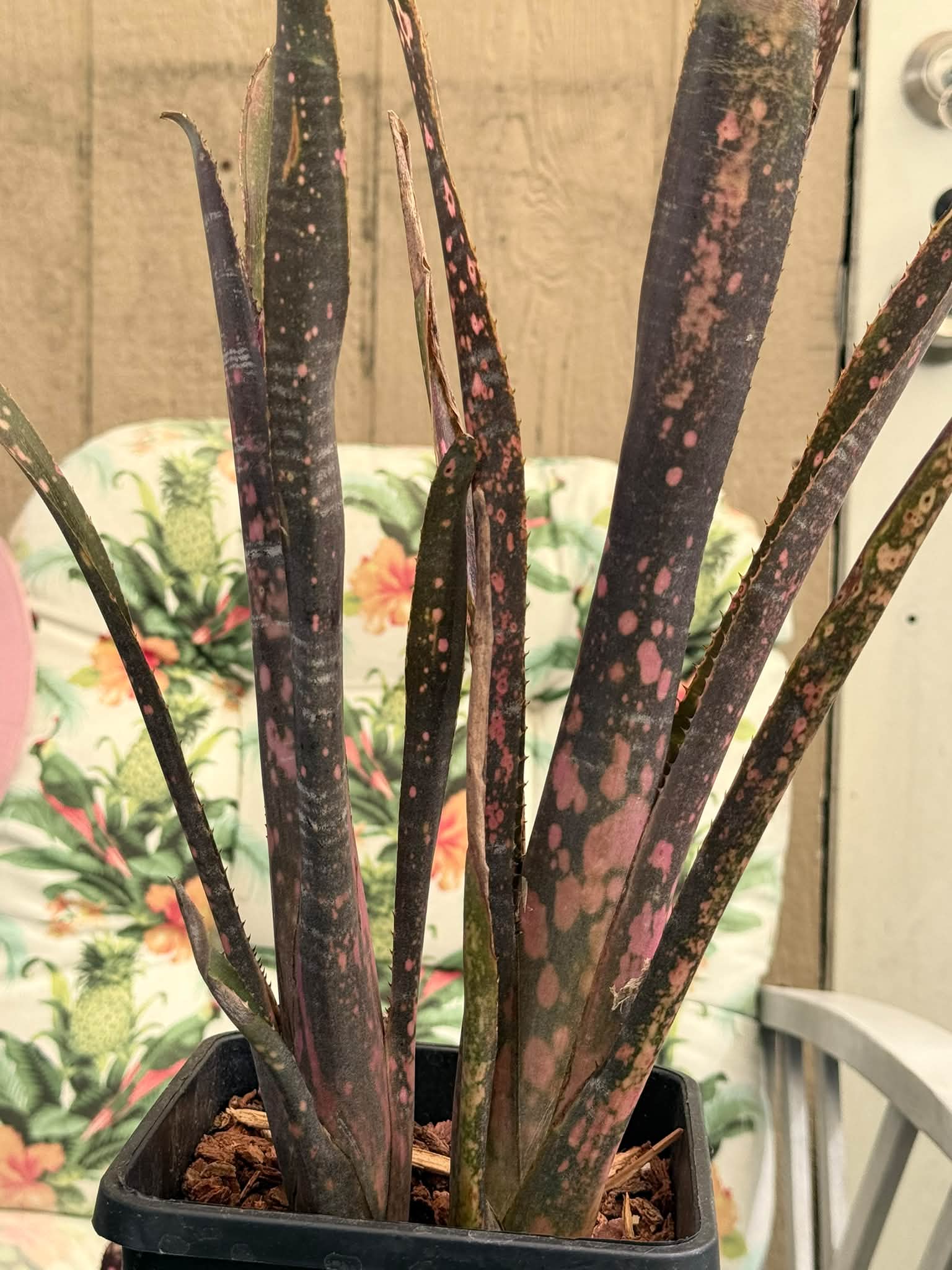 New in my collection Billbergia Incendiary Delight ❤️