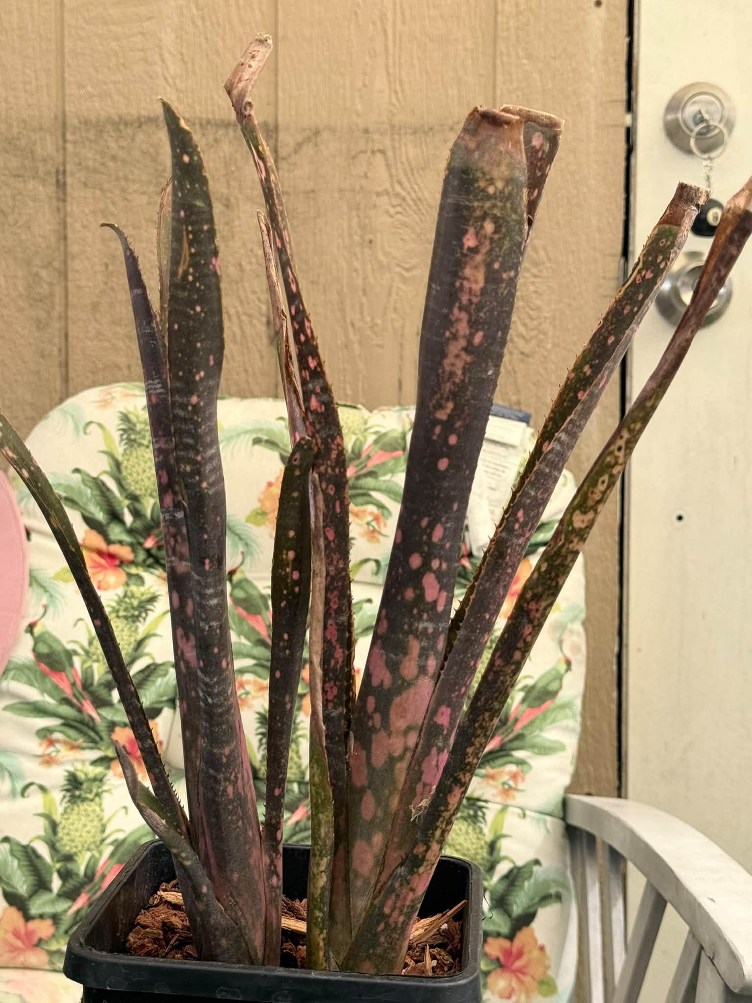 Billbergia OBI WAN ❤️
