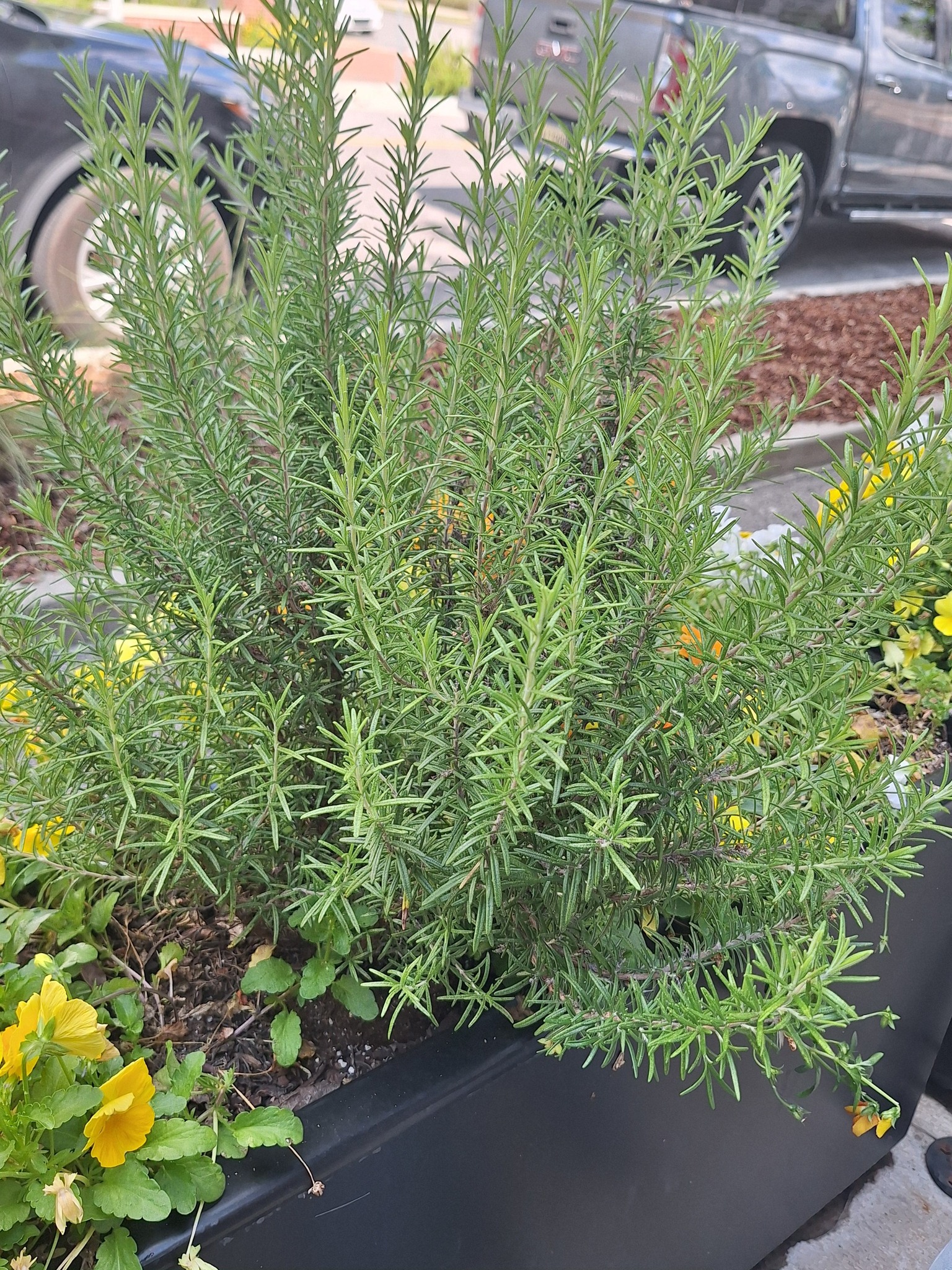 Discovering fragrant rosemary plants in zone 8