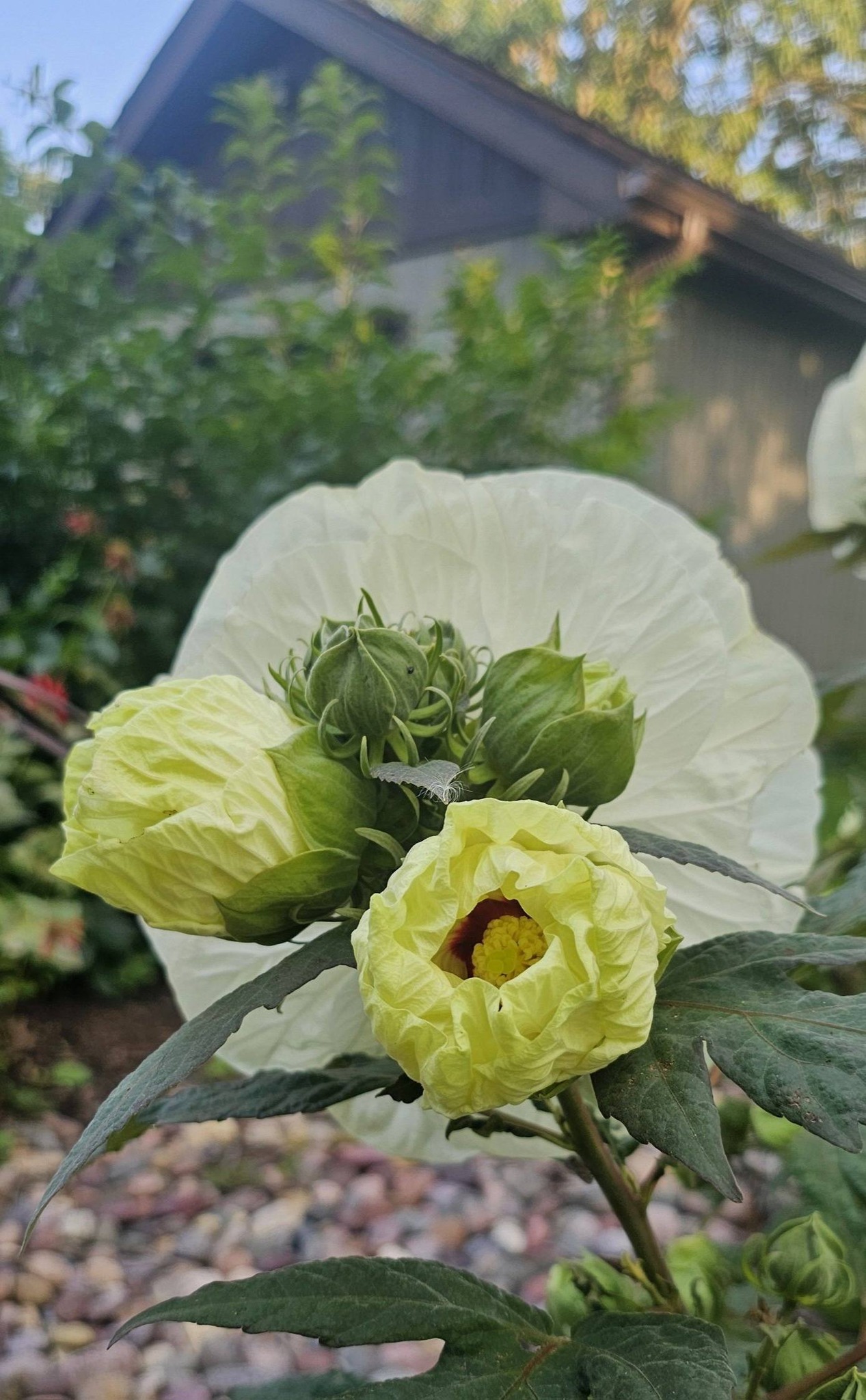 Summerific 'French Vanilla' hardy hibiscus