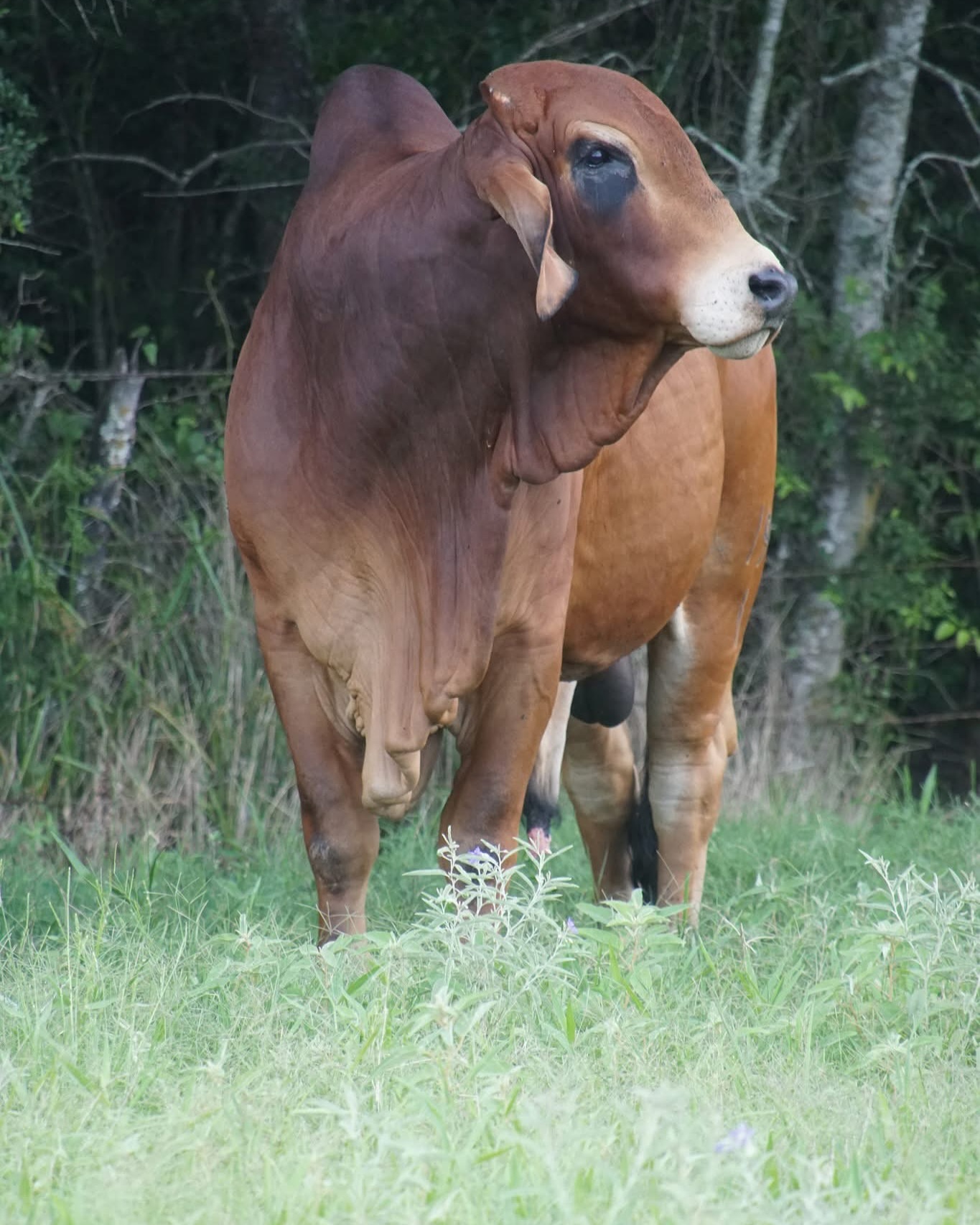 Santa Elena Ranch | Madisonville TX