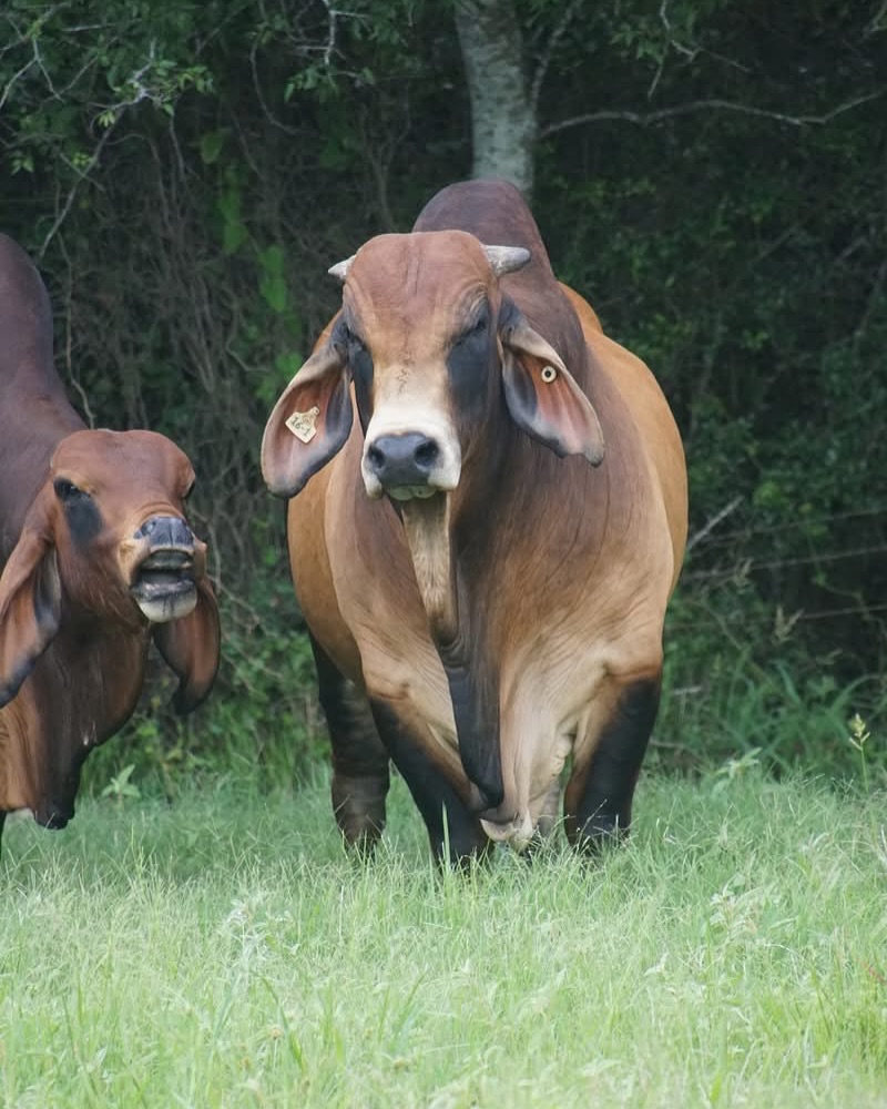 Santa Elena Ranch | Madisonville TX