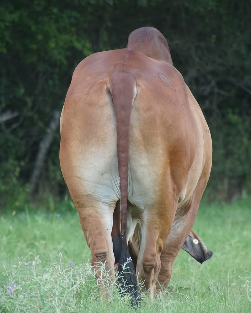 Santa Elena Ranch | Madisonville TX