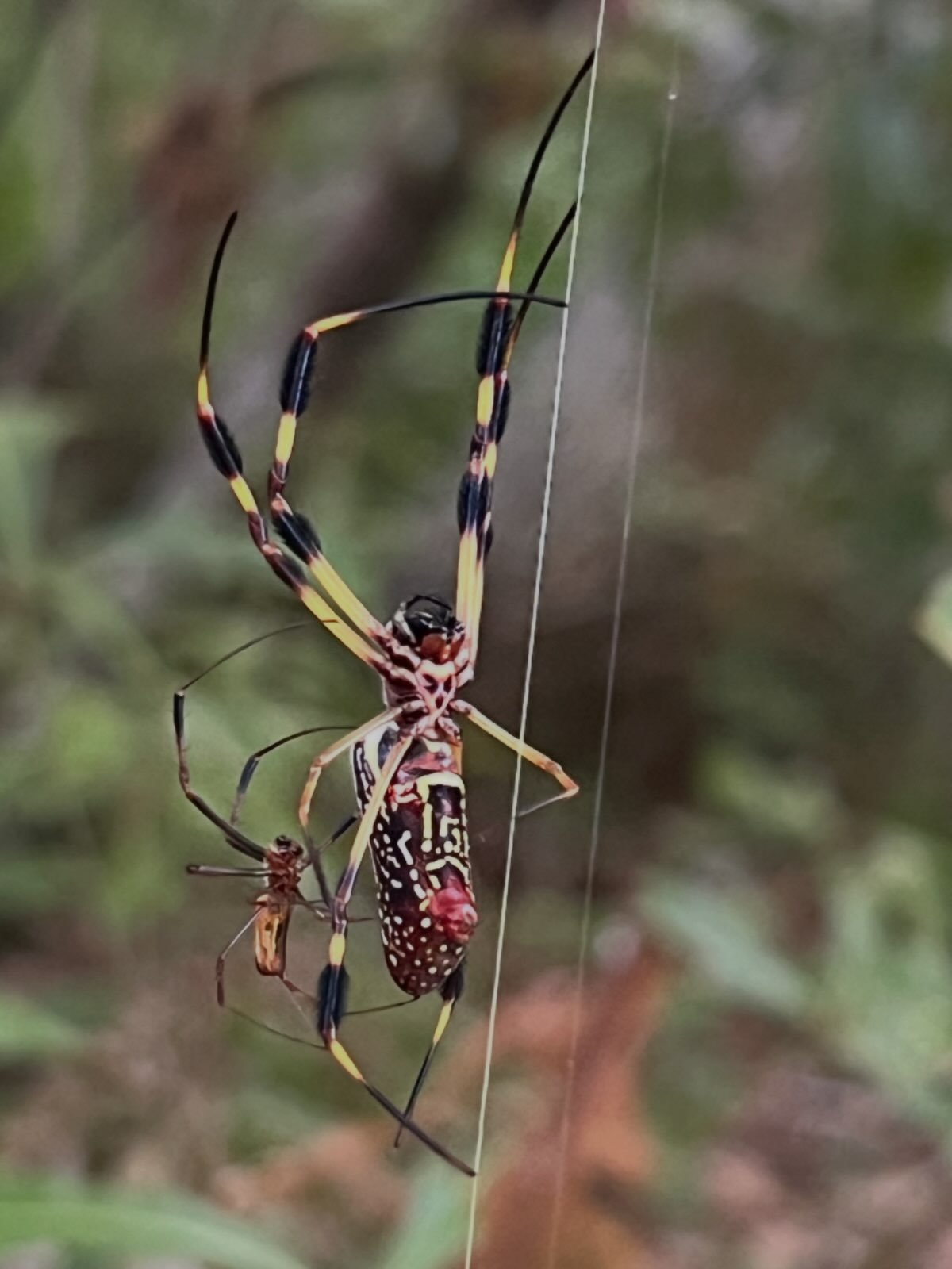 Little is known about the elusive but deadly Giant Trail Spider
