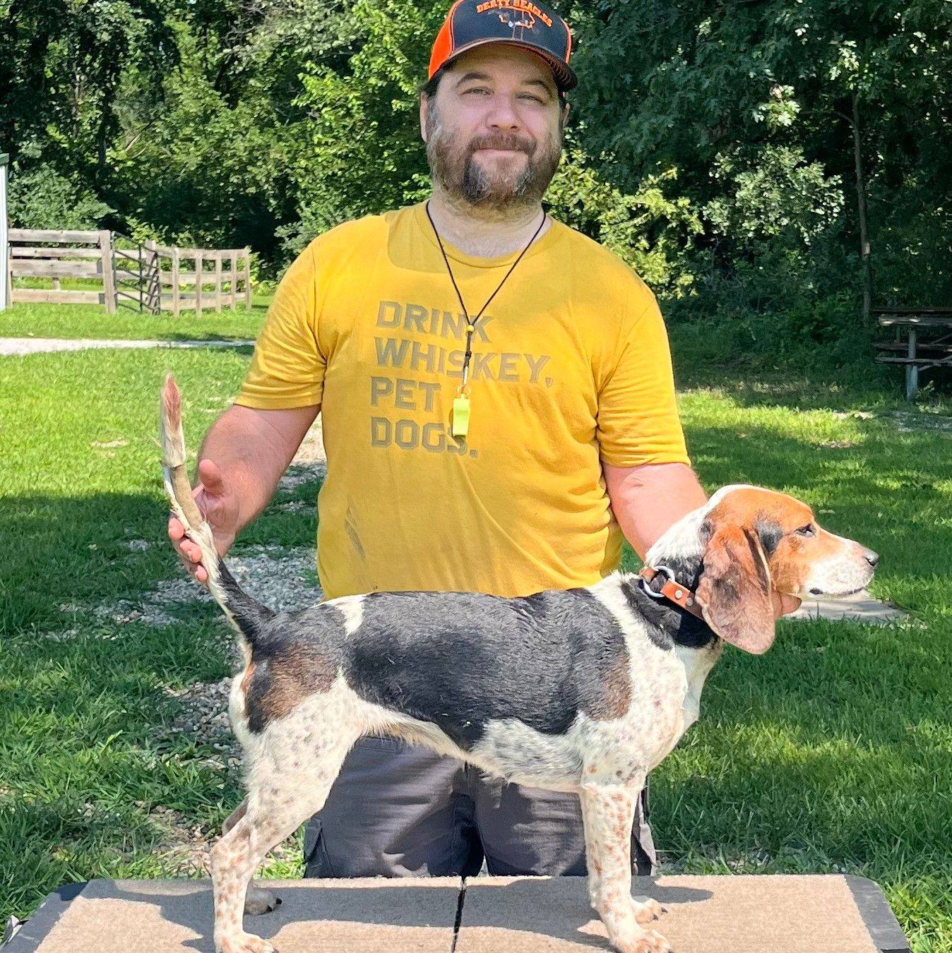 Getting a pack of beagles to stand still for a photo is task in itself ...