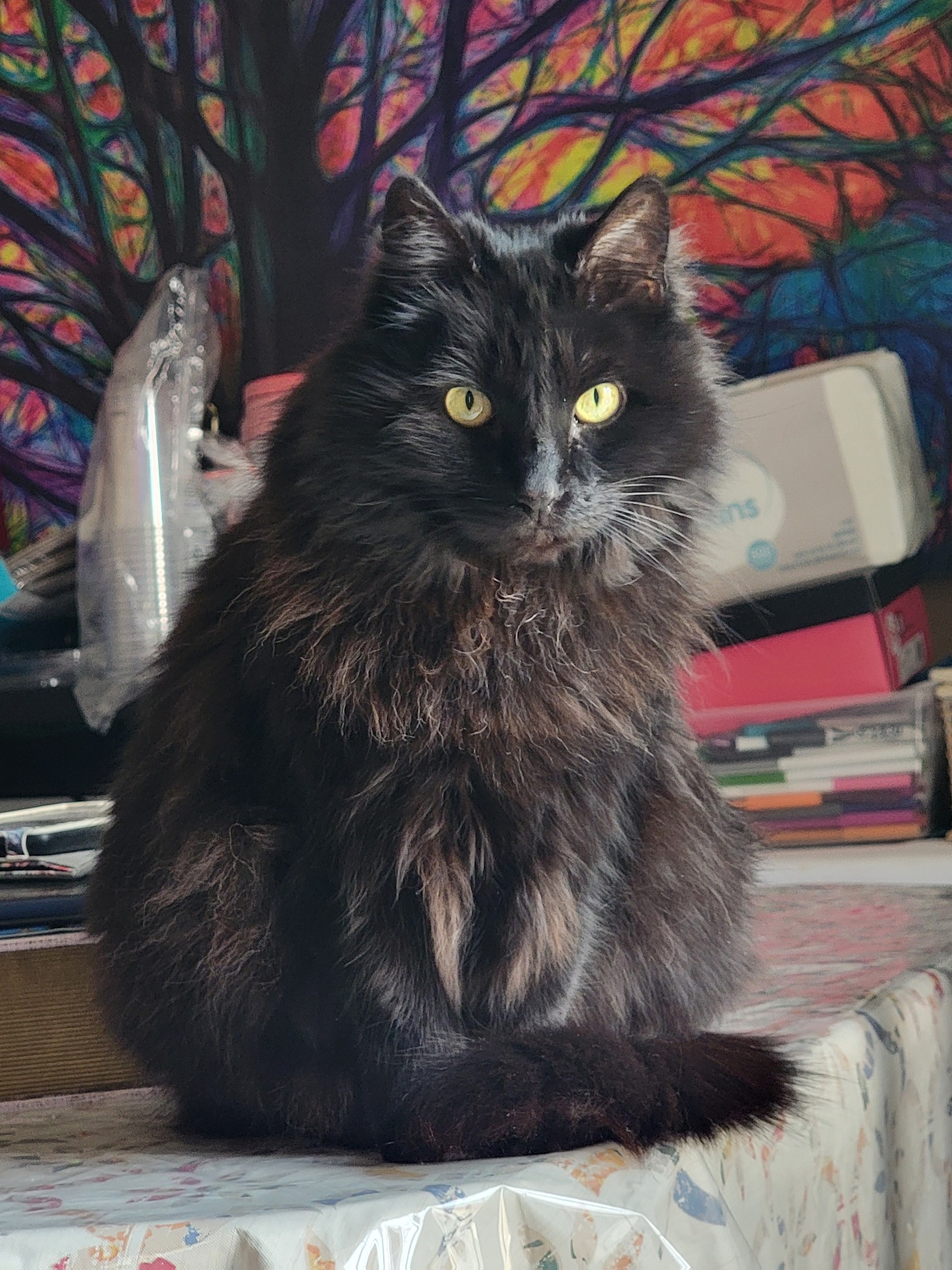 Missing 15-year-old black cat Spaz in Sparks, NV