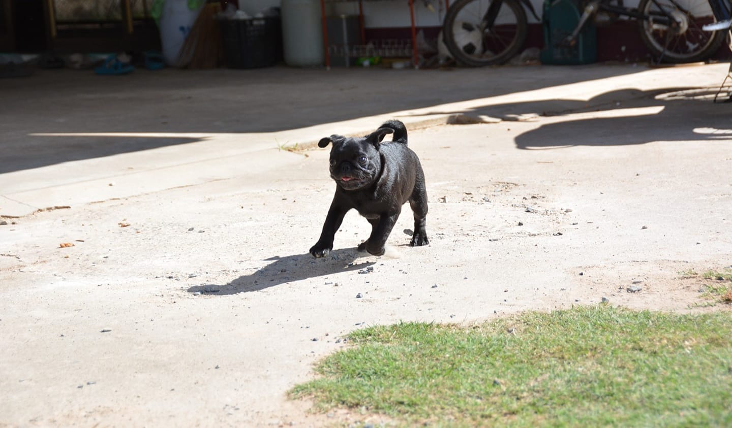 ยะฮู้ !!... - พี่ช้อปเปอร์ กับน้องปอร์เช่ Pug Samutprakarn