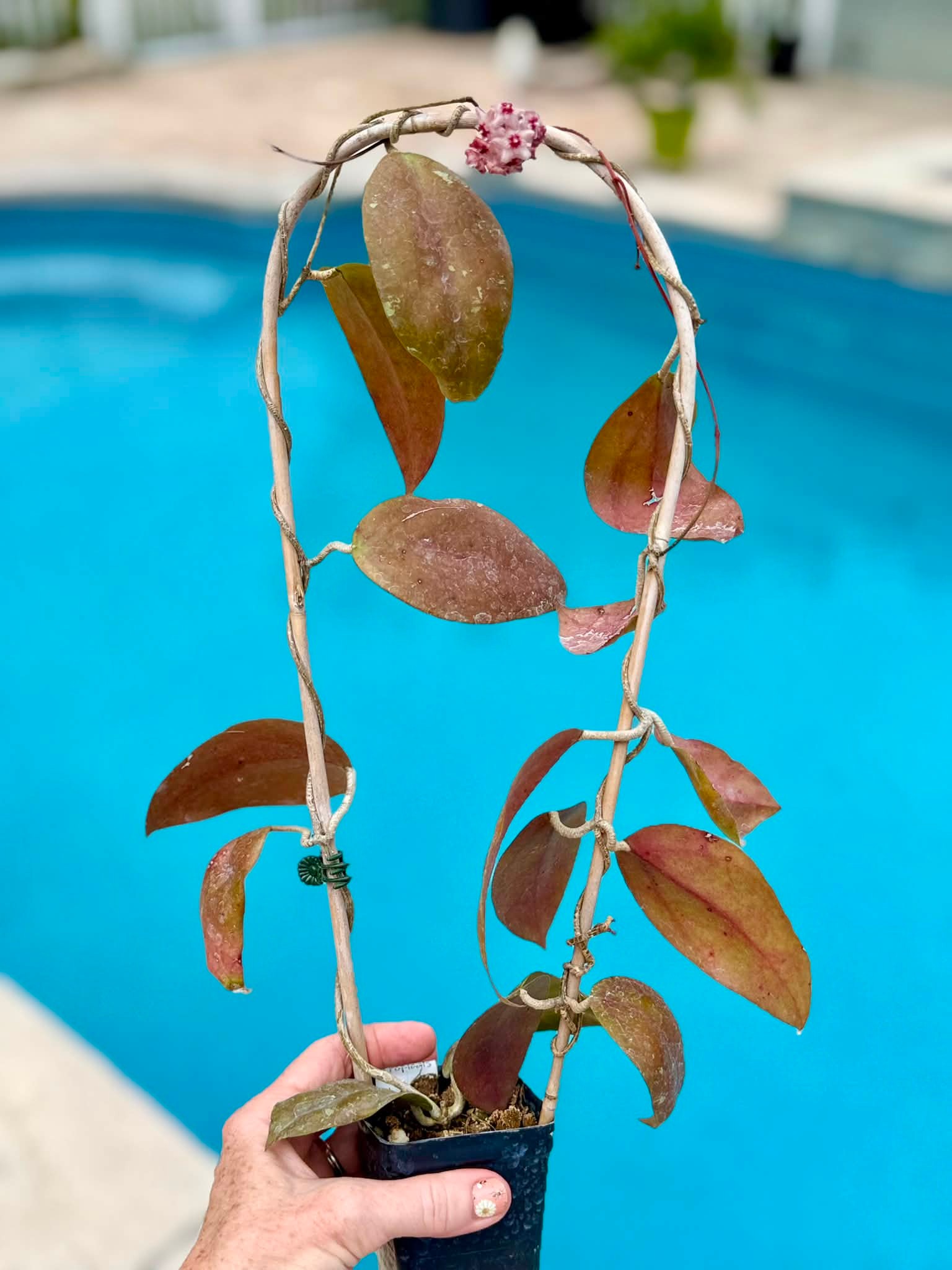 Hoya SS04-23 hybrid plant with pink flowers