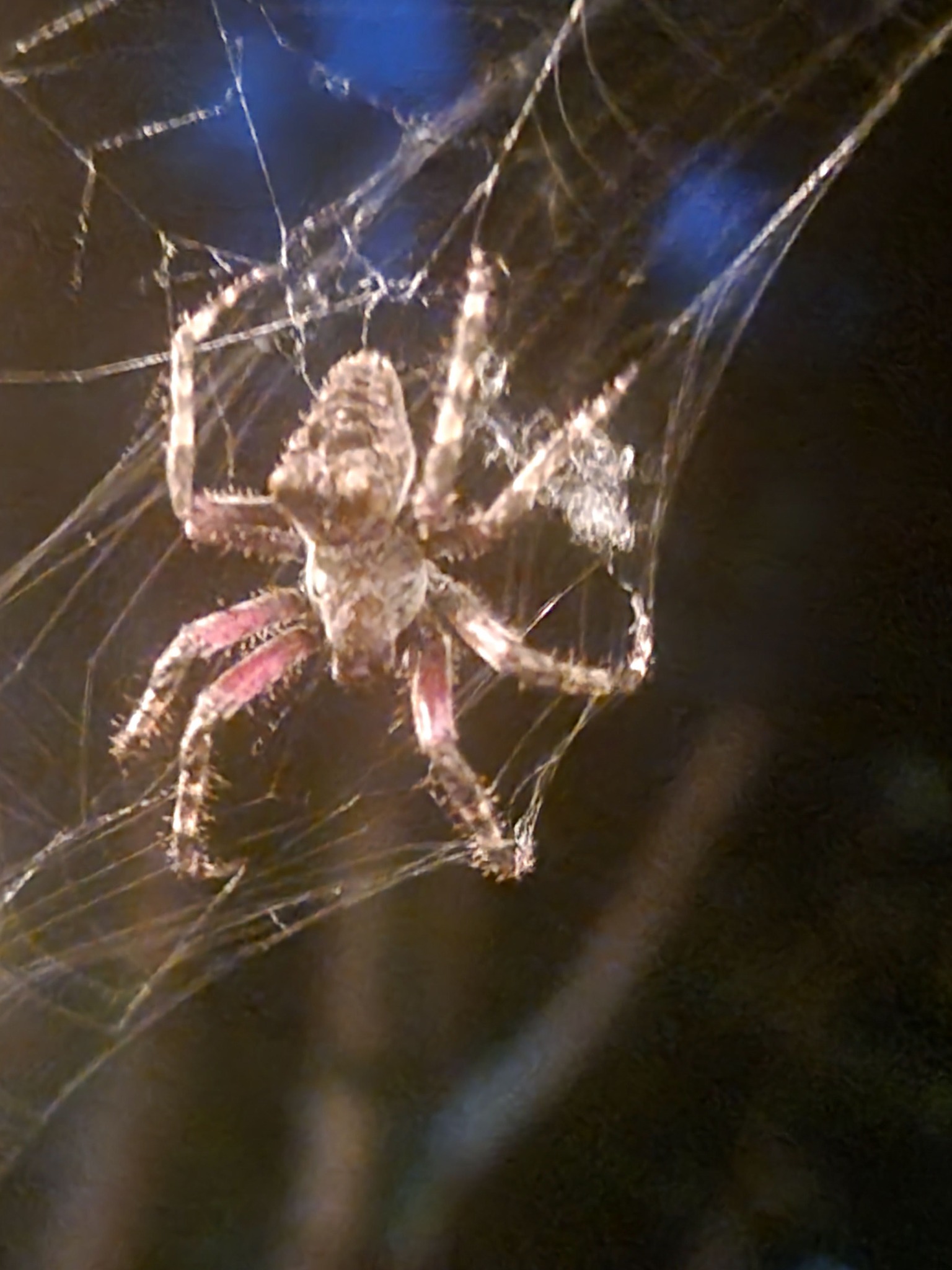 Is this a yellow orb spider in Grants Pass, Oregon?