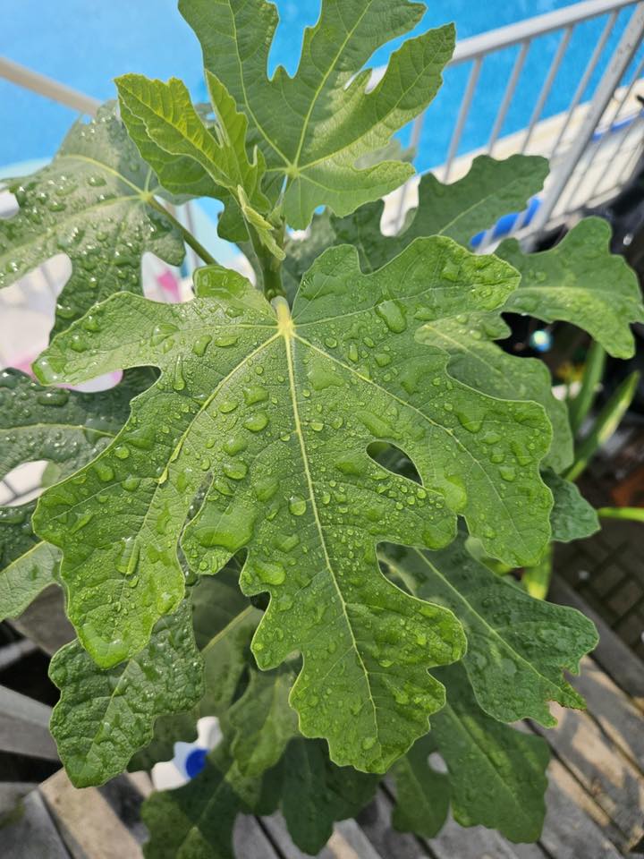 Identify real lungo del portogallo fig plant