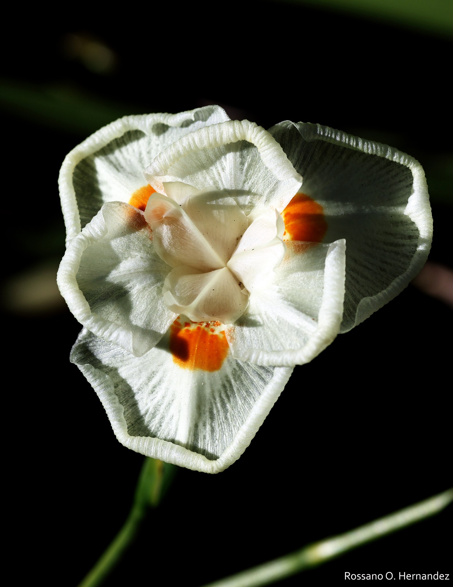 Botanical name: Narcissus or Daffodil. 21-9-26