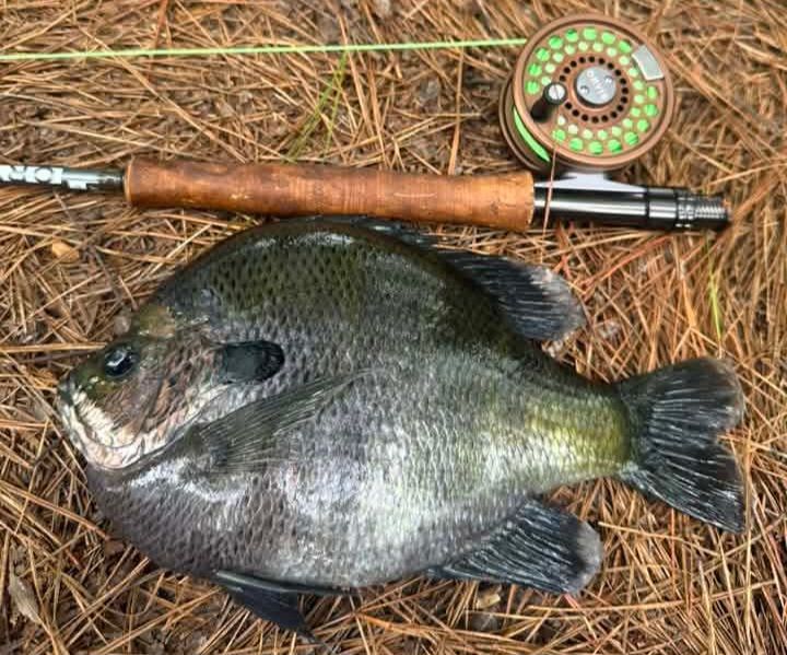 croaker fish lure LiveTarget CRS100MS908 Swimbait 4