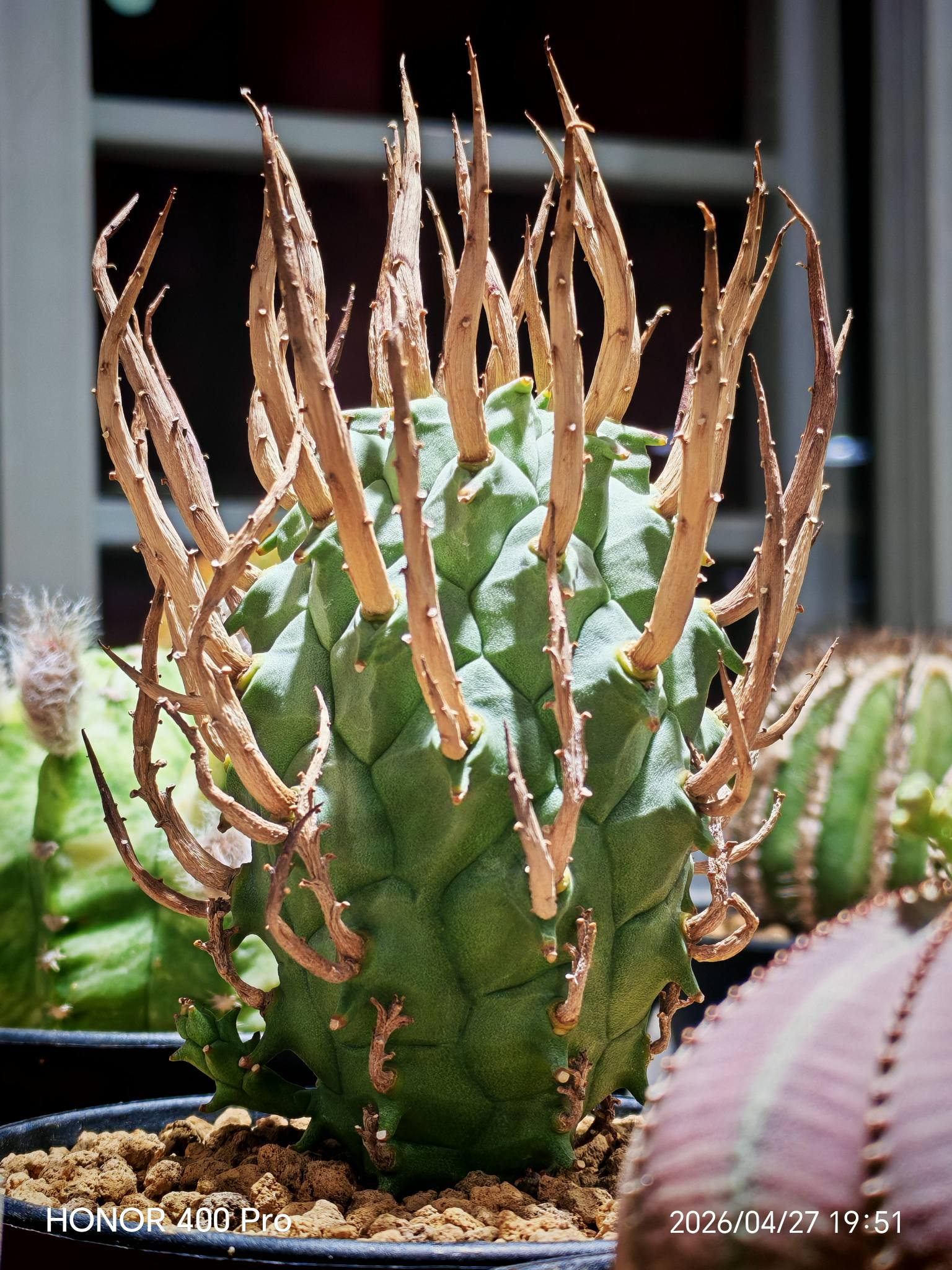 斗牛角大戟（Euphorbia schoenlandii）是一种原产于南非的多肉植物