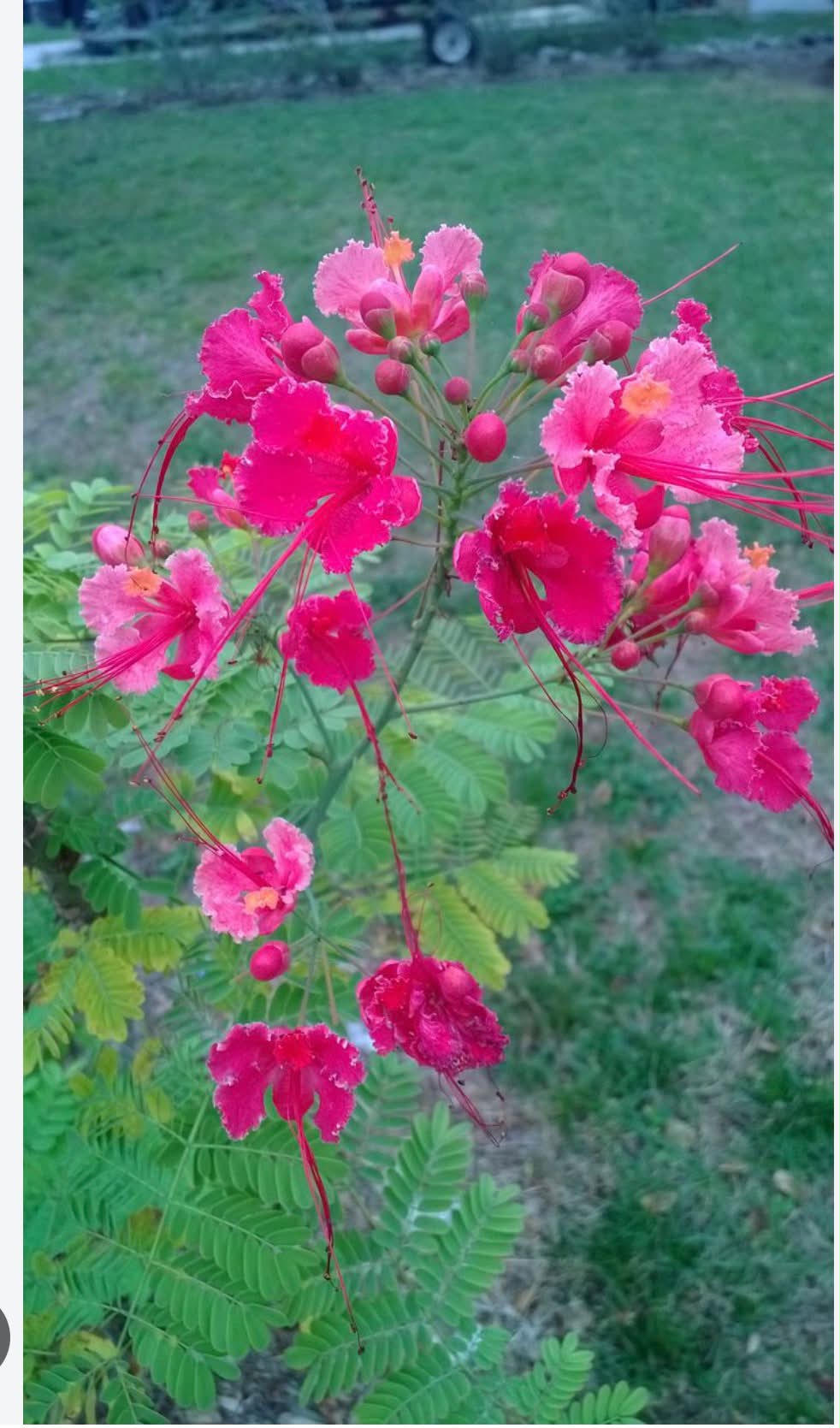 Heidi does a review of fall, mature standard panicles Firelight
