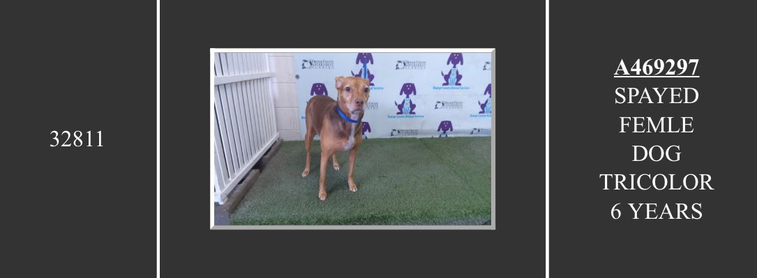 111専用ページ Spayed female agouti/white dog found in Orange County, Orlando, FL