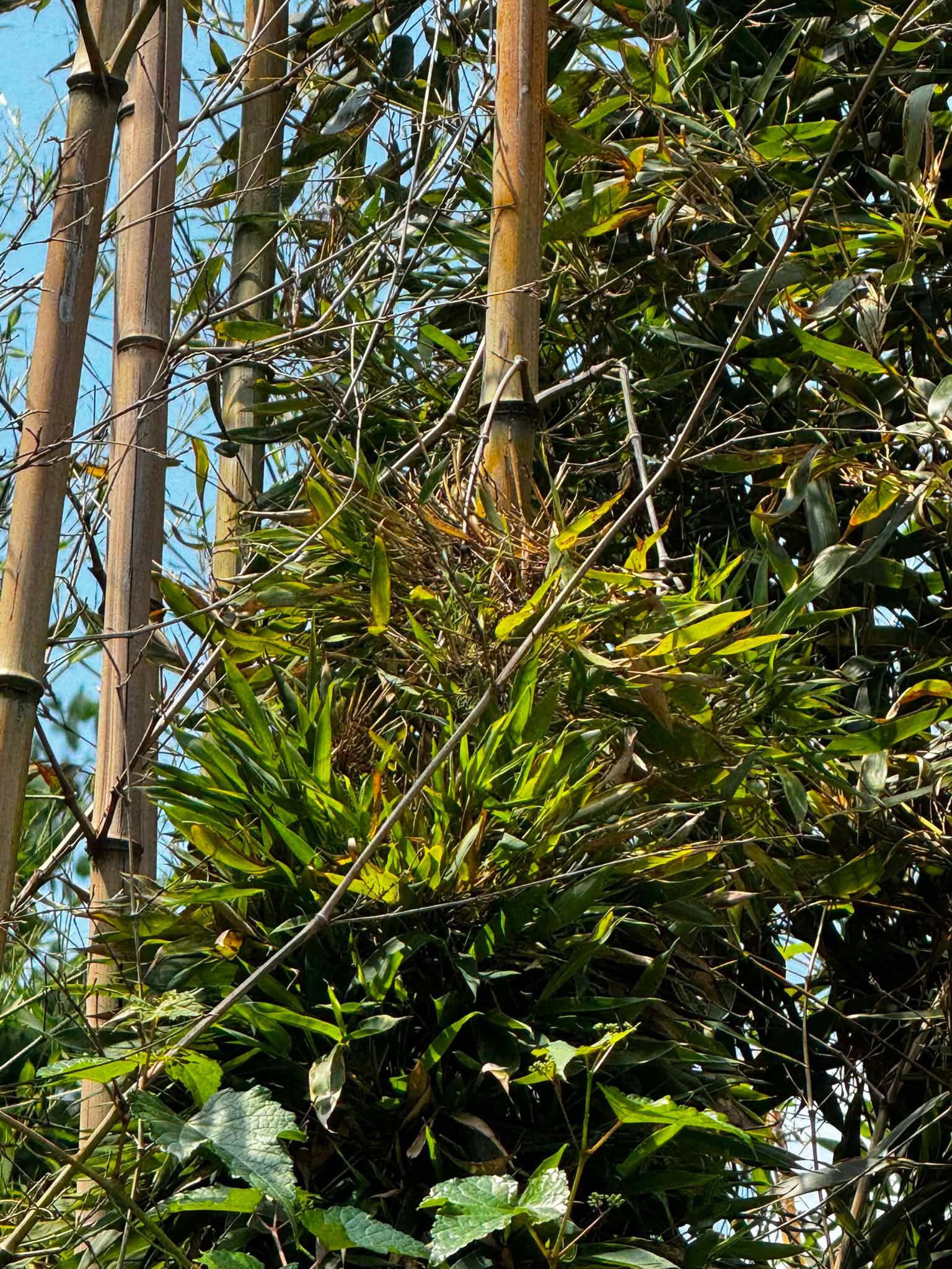What are the green pompom-like growths on bamboo?