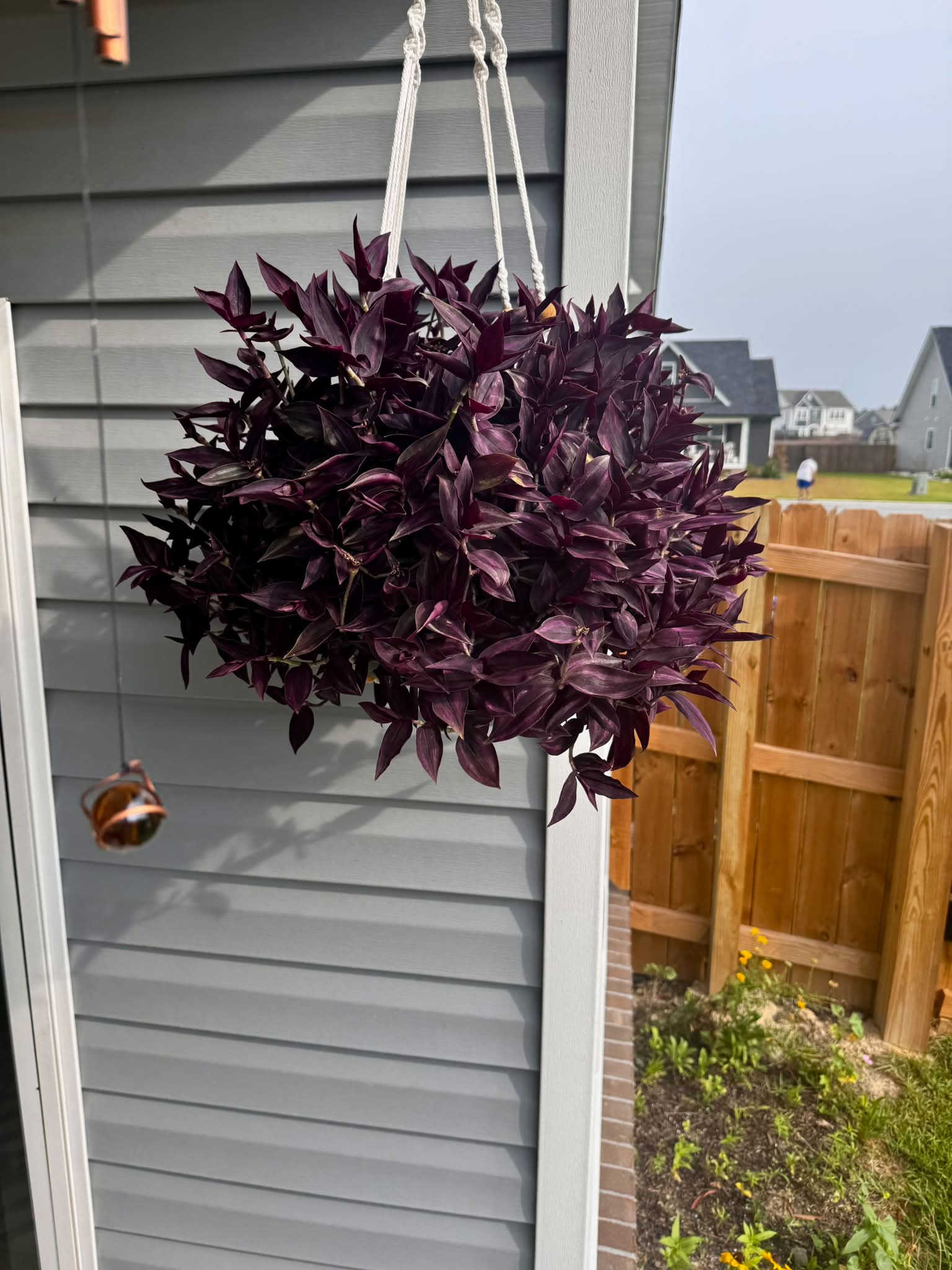 What are the best indoor locations for Tradescantia in zone 8a?