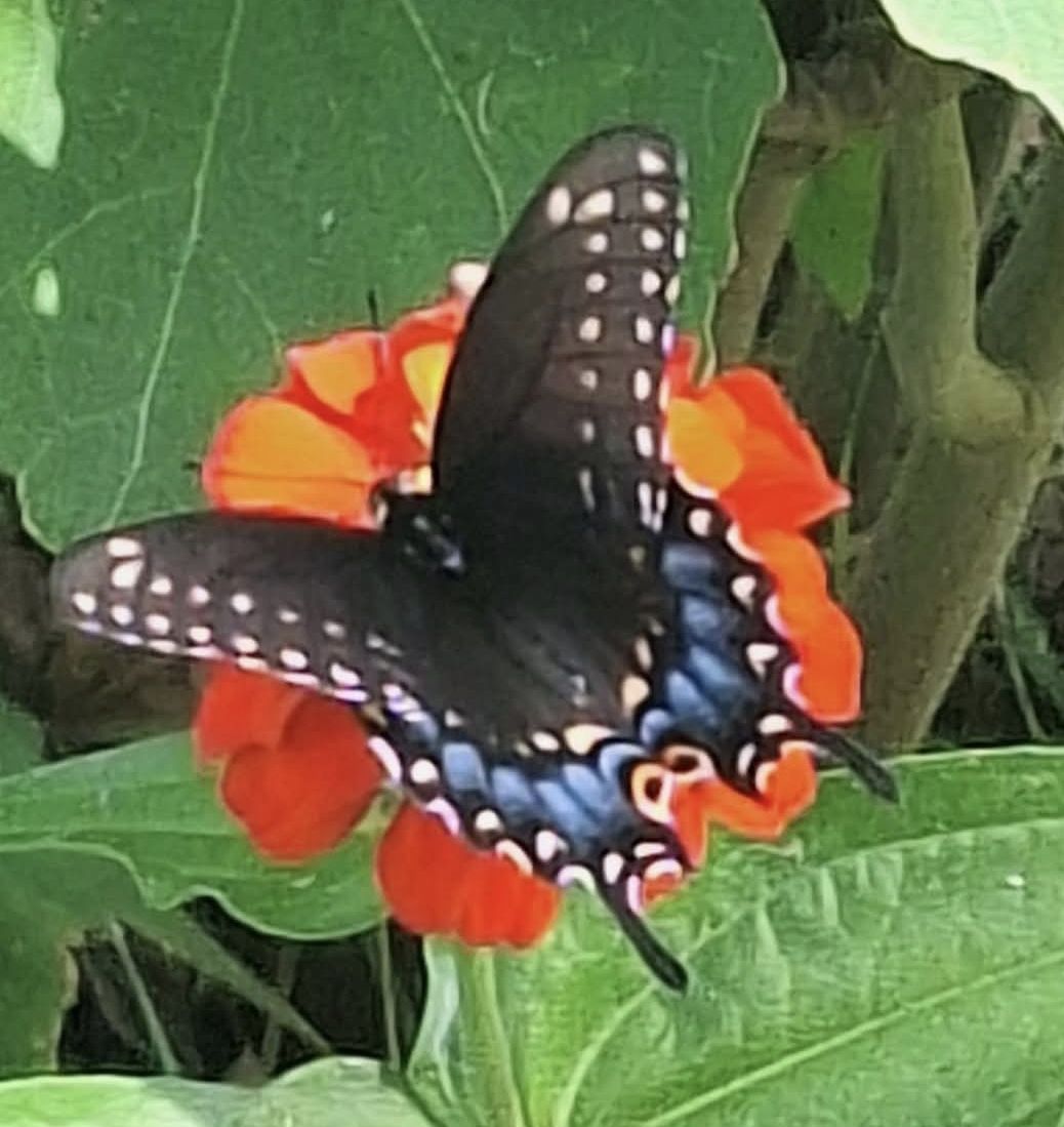 アイドル [MINYYUNY] Flower Butterfly Black/Brown アイドル [MINYYUNY] Flower Butterfly Black/Brown アイドル