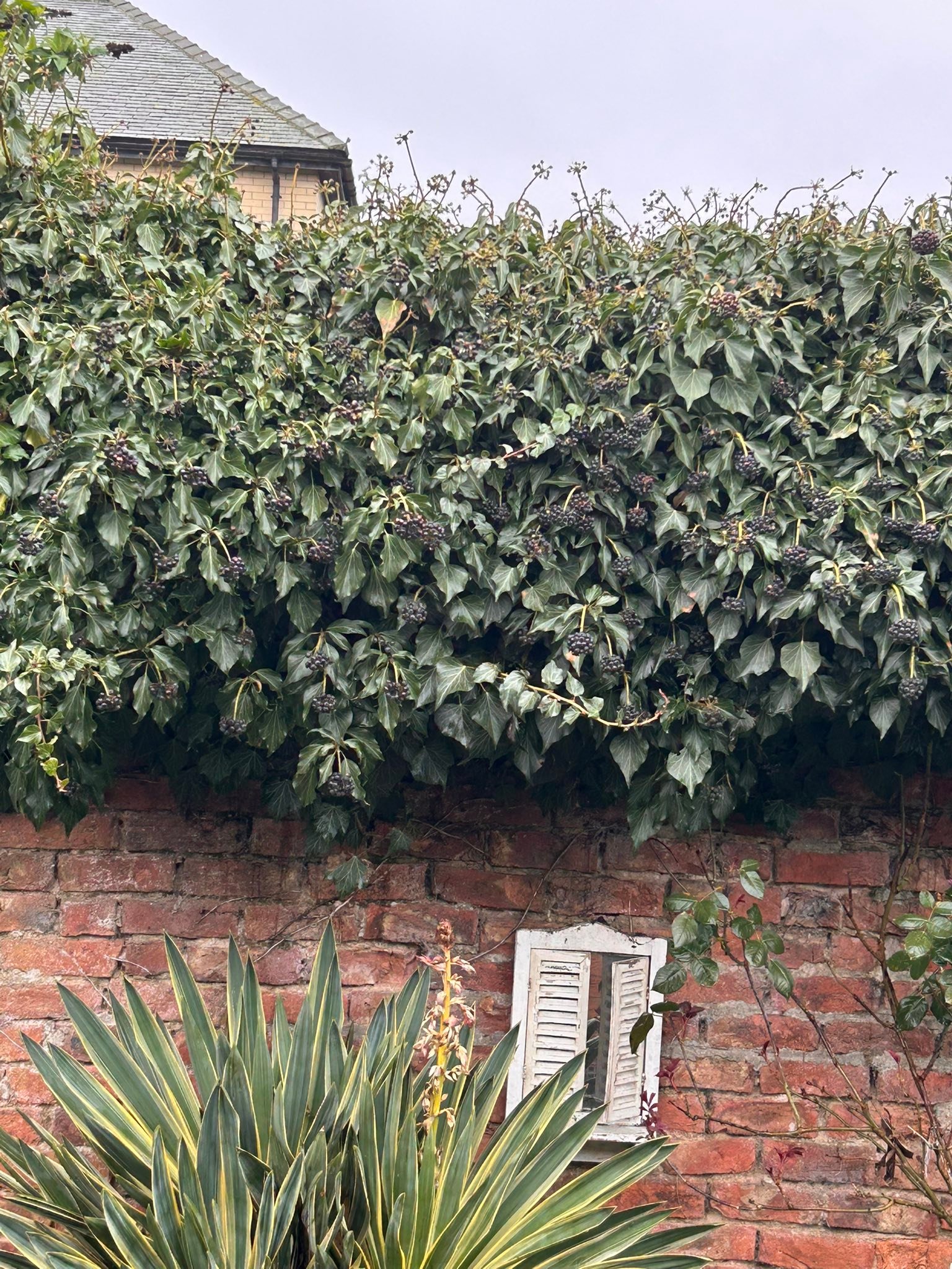 GIRUVI 「Grow on the Wall」Gracilius What is this growing/climbing the side of house wall. Keep or get