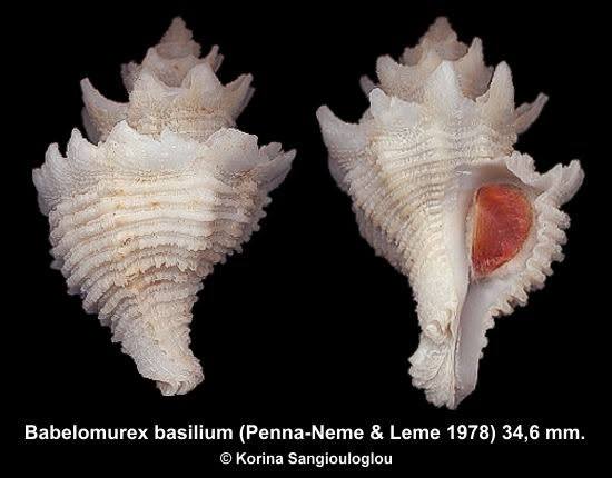 Babelomurex basilium seashells found off Itajai, Brazil