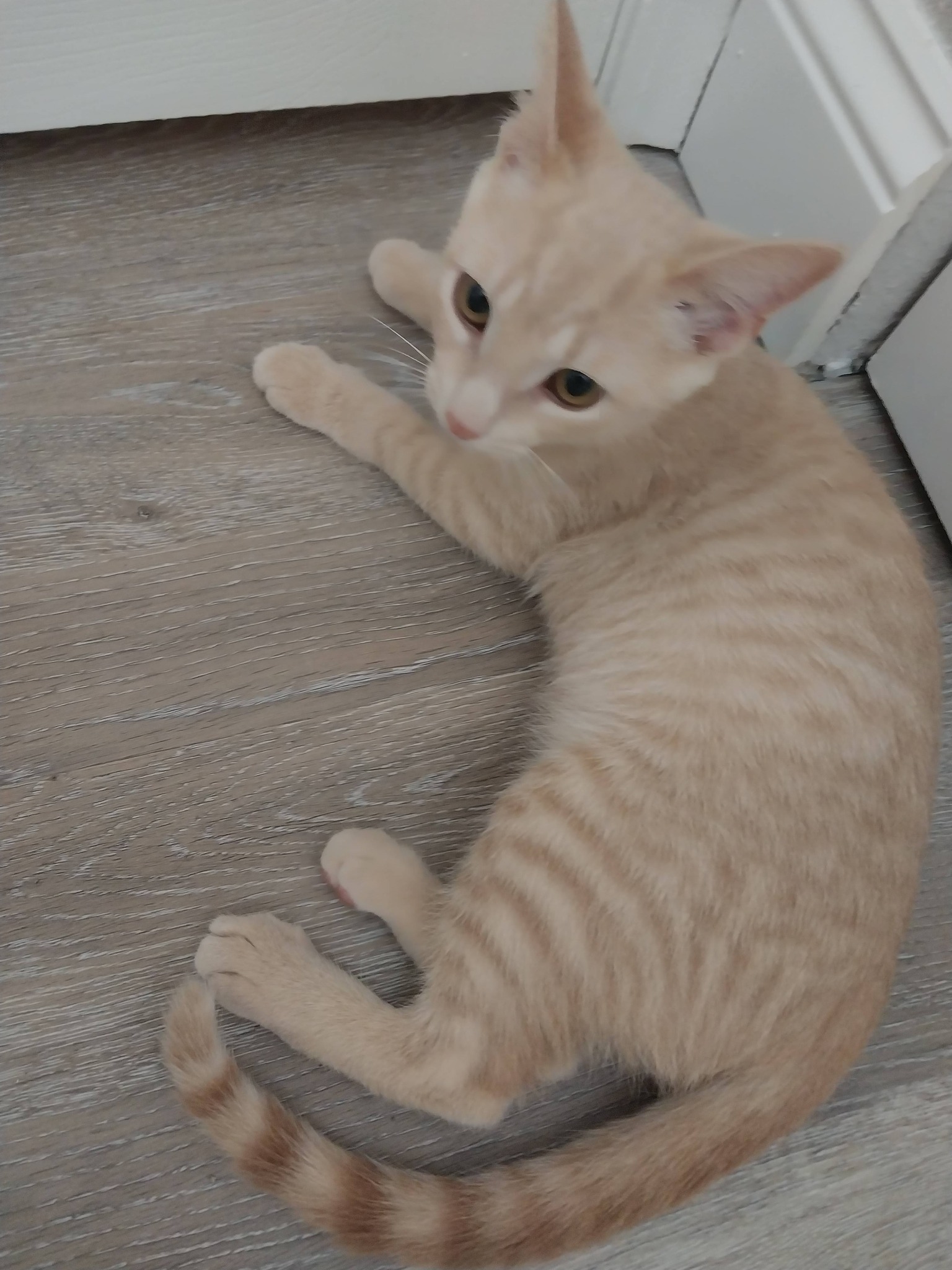 Bonded kitten sisters Thelma and Louise need a new home in
