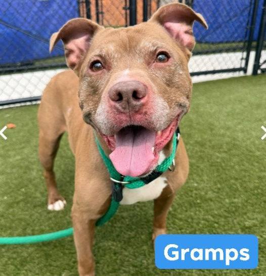 【　TO　】 Gramps: 6 y/o Pitbull Needs Adoption or Foster at ACCT Philly