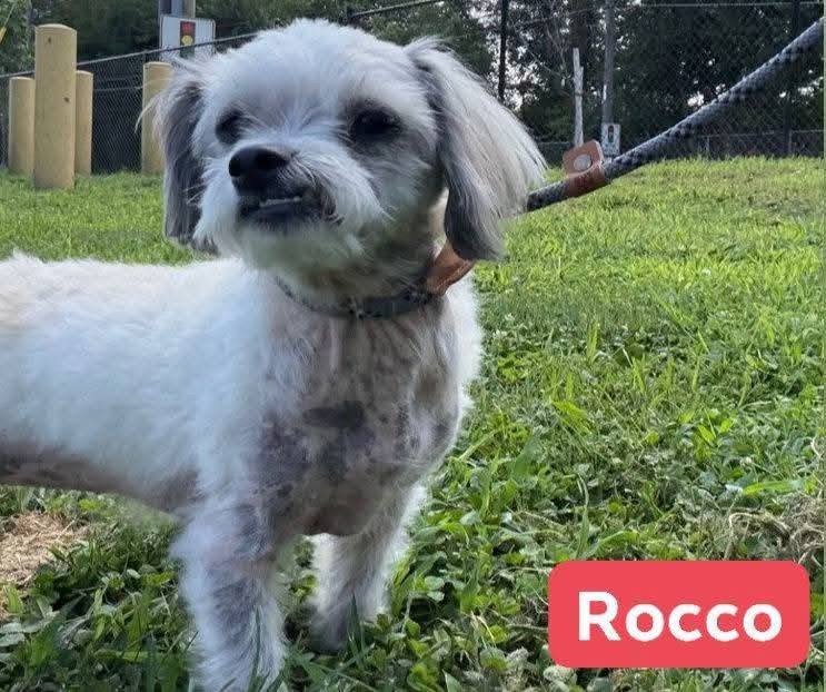 ❤️❤️❤️ Dogs to be euthanized in Philadelphia, PA need adoption or foster care