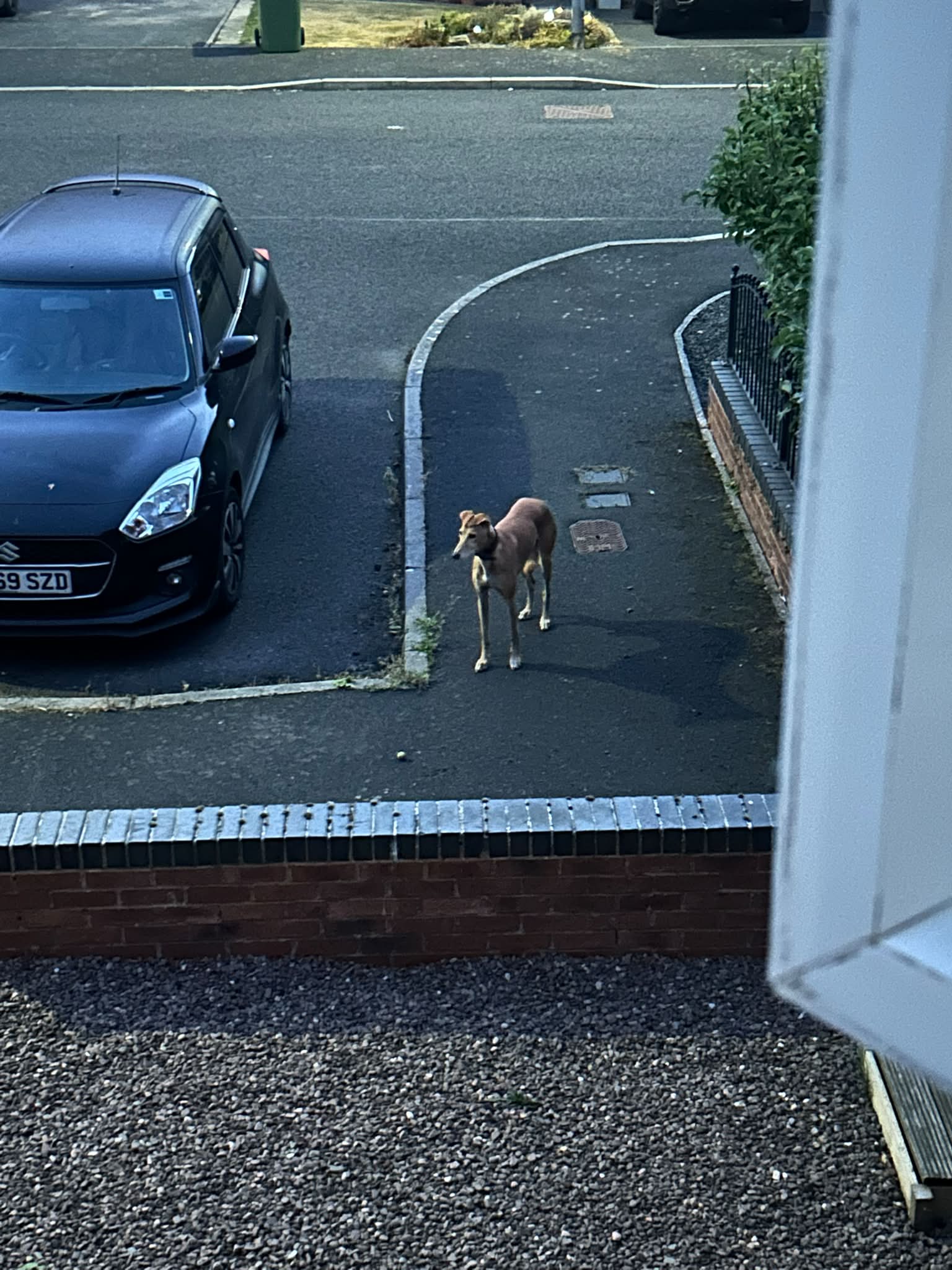 Lost tan dog with white paws spotted in Tyelaw Meadows | Alnwick