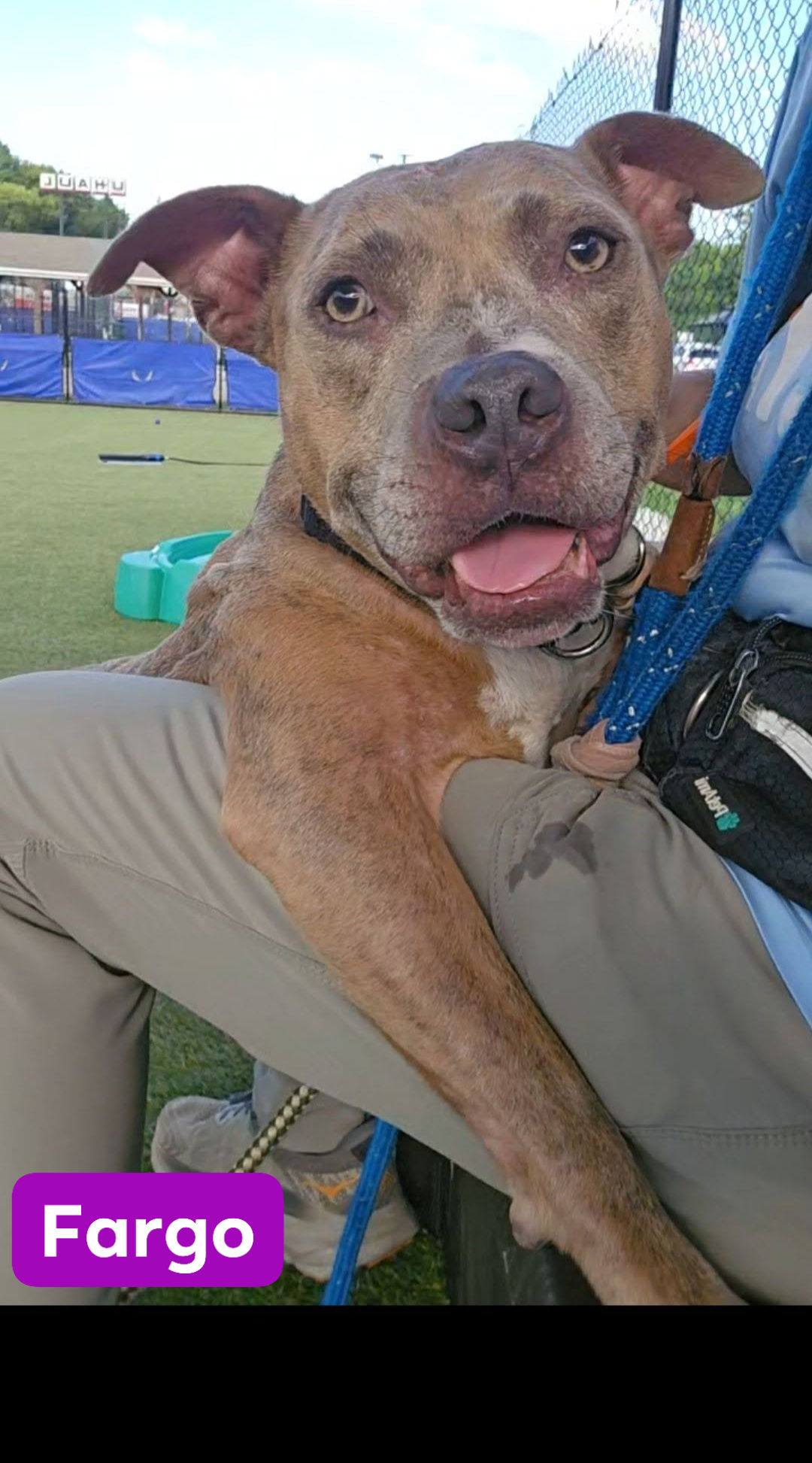 Dogs Available for Adoption or Foster at ACCT Philly: Fargo, Sasha