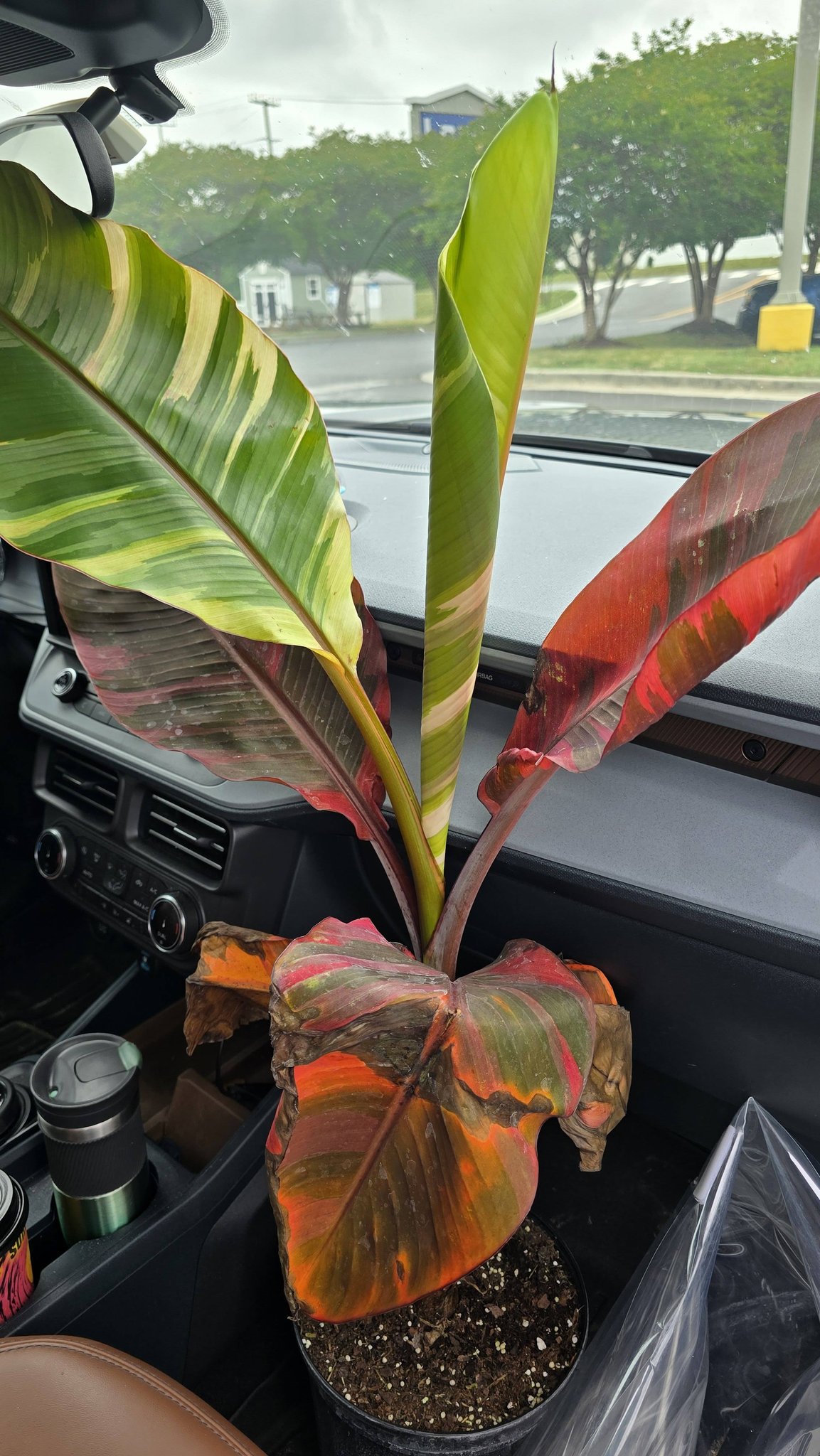 Musa Nono Pink Variegated Banana plant for $49.98 at Lowes