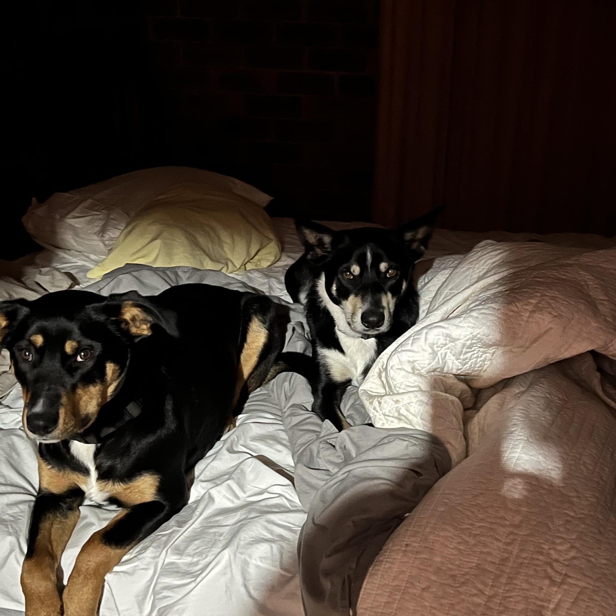 Andrea Lane - 2 years later 🗓⏳👣 No connection to Dingos... | Facebook