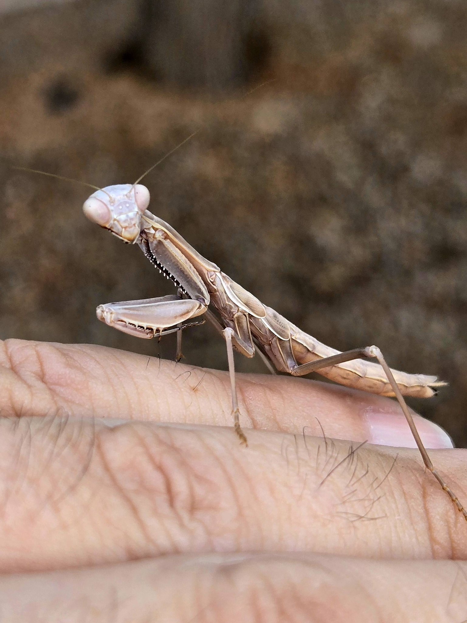 What species of praying mantis thrives in 116° Arizona heat?