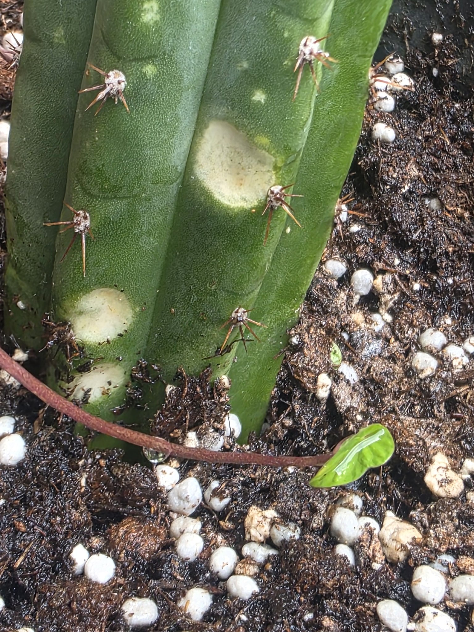 RMF Cactus - The Trichocereus Collective | Facebook