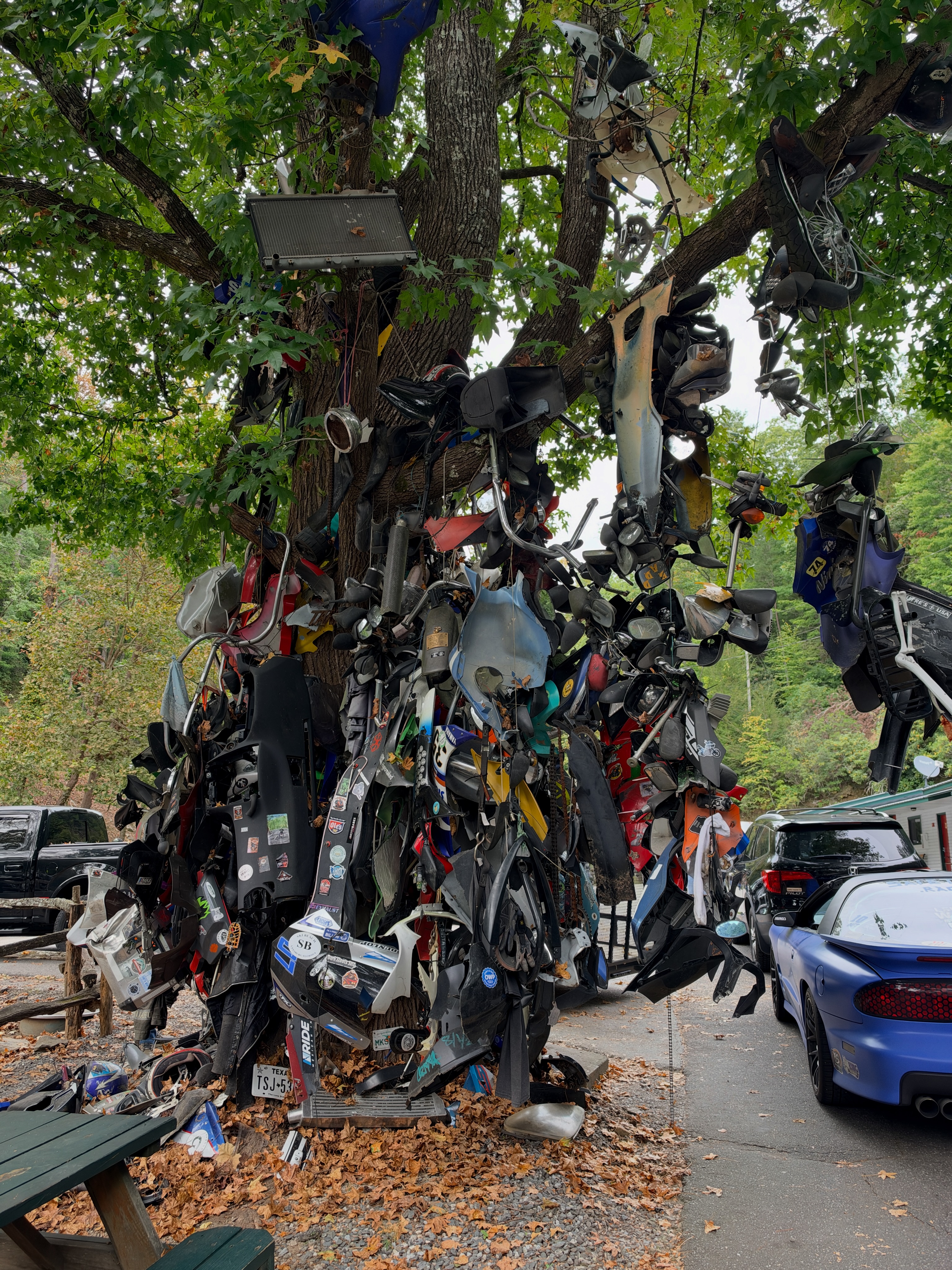 Tree of shame at tail of the dragon in Gatlinburg