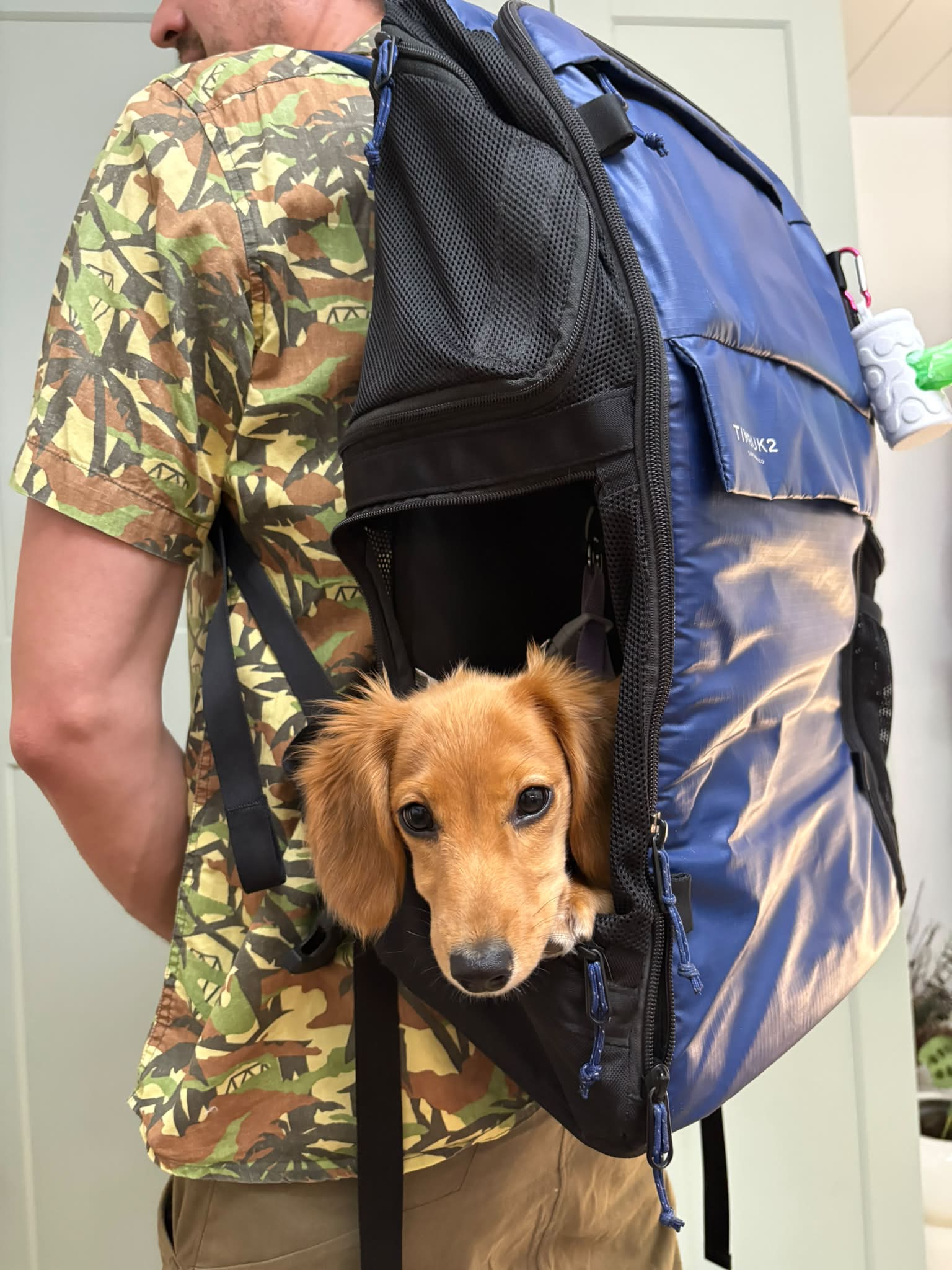 timbuk2 backpack dog Muttmover Luxe Humans got me new backpack.